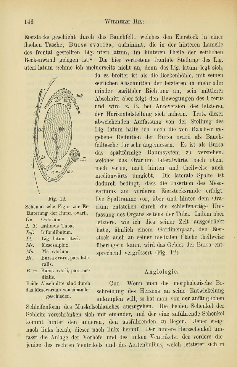 Eierstocks geschieht durch das Bauchfell, welches den Eierstock in einer flachen Tasche, Bursa ovarica, aufnimmt, die in der hinteren Lamelle des frontal gestellten Lig. uteri latum, im hinteren Theile der seitlichen Beckenwand gelegen ist,'* Die hier vertretene frontale Stellung des Lig. uteri latum nehme ich meinerseits nicht an, denn das Lig. latum legt sich, da es breiter ist als die Beckenhöhle, mit seinen seitlichen Abschnitten der letzteren in mehr oder minder sagittaler Eichtung an, sein mittlerer Abschnitt aber folgt den Bewegungen des Uterus und wird z. B. bei Anteversion des letzteren der Horizontalstellung sich nähern. Trotz dieser abweichenden Auffassung von der Stellung des Lig. latum halte ich doch die von Räuber ge- gebene Definition der Bursa ovarii als Bauch- felltasche für sehr angemessen. Es ist als Bursa das spaltförmige Raumsystem zu verstehen, welches das Ovarium lateralwärts, nach oben, nach vorne, nach hinten und theilweise auch medianwärts umgiebt. Die laterale Spalte ist dadurch bedingt, dass die Insertion des Meso- variums am vorderen Eierstocksrande erfolgt. Die Spalträume vor, über und hinter dem Ova- rium entstehen durch die schleifenartige Um- fassung des Organs seitens der Tuba. Indem aber letztere, wie ich dies seiner Zeit ausgedrückt habe, ähnlich einem Gardinenpaar, den Eier- stock auch an seiner medialen Fläche theilweise überlagern kann, wird das Gebiet der Bursa ent- sprechend vergrössert (Fig. 12). Fig. 12. Schematisclie Figur zur Er- läuterung der Bursa ovarii. Ov. Ovarium. Isthmus Tubae. Infundibulum. Lig. latum uteri. Mesosalpinx. Mesovariura. Bursa ovarii, pars late- ralis. B. m. Bursa ovarii, pars me- dialis. Beide Abschnitte sind durch das Mesovarium von einander geschieden. I. T. Inf. LI. Ms. Mo. Bl. Angiologie. Cor. Wenn man die morphologische Be- schreibung des Herzens an seine Entwickelung anknüpfen will^ so hat man von der anfänglichen Schleifenform des Muskelschlauches auszugehen. Die beiden Schenkel der Schleife verschränken sich mit einander, und der eine zuführende Schenkel kommt hinter den anderen, den ausführenden zu liegen. Jener steigt nach links herab, dieser nach links herauf. Der hintere Herzschenkel um- fasst die Anlage der Vorhöfo und des linken Ventrikels, der vordere die- jenige des rechten Ventrikels und des Aortenbulbus, welch letzterer sich in