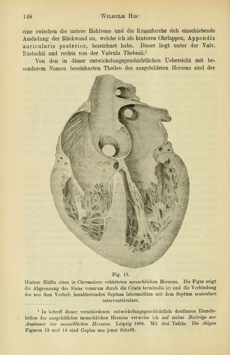 eine zwischen die untere Hohlvene und die Kranzfurche sich einschiebende Ausladung der Rückwand an, welche ich als hinteren Ohrlappen, Appendix auricularis posterior, bezeichnet habe. Dieser liegt unter der Yalv. Eustachii und rechts von der Valvula Thebesii.^ Von den in dieser entwickelungsgeschichtlichen Uebersicht mit be- sonderem ^amen bezeichneten Theilen des ausgebildeten Herzens sind der >^r ^ ^ fr.-' 4^'^- Fig. 13. Hintere Hälfte eines in Chromsäure erhärteten menschlichen Herzens. Die Figur zeigt die Abgrenzung des Sinus venarum durch die Crista terminalis (c) und die Verbindung des aus dem Vorhofe herabtretenden Septum intermedium mit dem Septnm musculare interventriculare. * In betreff dieser verschiedenen entwickelungsgeschichtlich deutbaren Einzeln- heiten des ausgebildeten menschlichen Herzens verweise ich auf meine Beiträge zur Anatomie des menschlichen Herzens. Leipzig 1886. Mit drei Tafeln. Die obigen Figuren 13 und 14 sind Copien aus jener Schrift.