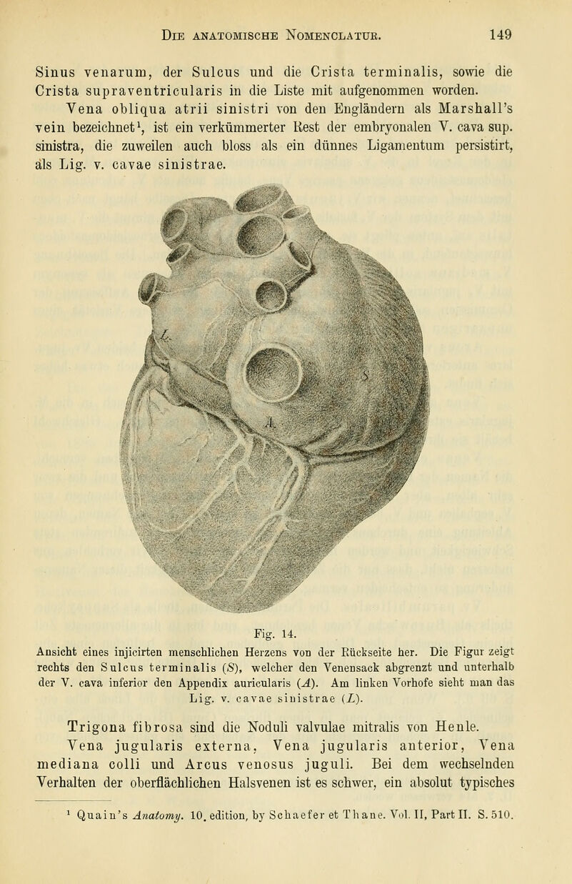 Sinus venarum, der Sulcus und die Crista terminalis, sowie die Crista supraventricularis in die Liste mit aufgenommen worden. Vena obliqua atrii sinistri von den Engländern als Marshall's vein bezeichnet \ ist ein verkümmerter Rest der embryonalen V. cava sup. sinistra, die zuweilen auch bloss als ein dünnes Ligamentum persistirt, als Lig. V. cavae sinistrae. Fig. 14. Ansicht eines injicirten menschlichen Herzens von der Eückseite her. Die Figur zeigt rechts den Sulcus terminalis {S), welcher den Venensack abgrenzt und unterhalb der V. cava inferior den Appendix auricularis (A). Am linlien Vorhofe sieht man das Lig. V. cavae sinistrae (Z). Trigona fibrös a sind die Noduh valvulae mitralis von He nie. Yena jugularis externa. Vena jugularis anterior, Vena mediana colli und Arcus venosus juguli. Bei dem wechselnden Verhalten der oberflächlichen Halsvenen ist es schwer, ein absolut typisches ^ Qnaiu's Anaiomy. 10. edition, by Schaefer et Thane. Vol. II, Part II. S. 510.