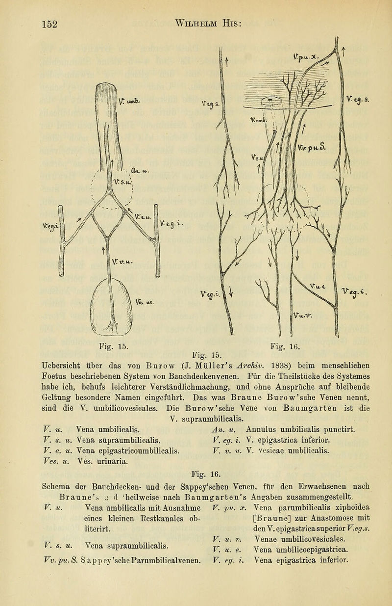 % V- «^' V ta.s. Ve.3.i. Fig. 15. Fig. 16. Fig. 15. Uebersicht über das von Burow (J. Müller's Archiv. 1838) beim menschlichen Foetus beschriebenen System von Bauchdeckenvenen. Für die Theilstücke des Systemes habe ich, behufs leichterer Verständlichmachung, und ohne Ansprüche auf bleibende Geltung besondere Namen eingeführt. Das was Braune Burow'sche Venen nennt, sind die V. umbilicovesicales. Die Burow'sche Vene von Baumgarten ist die V. supraumbilicalis. V. u. Vena umbilicalis. An. u. Annulus umbilicalis punctirt. V. s. u. Vena supraumbilicalis. V. eg. i. V. epigastrica inferior. V. e. u. Vena epigastricoumbilicalis. V. v. w. V. vesicae umbilicalis. Ves. u. Ves. urinaria. Fig. 16. Schema der Bai-'chdecken- und der Sappey'schen Venen, für den Erwachsenen nach Braune'ö l: d 'heilweise nach Baumgarten's Angaben zusammengestellt. F. u. Vena umbilicalis mit Ausnahme eines kleinen Eestkanales ob- literirt. V. s. u. Vena supraumbilicalis. Vv. pu. S. S appey'scheParumbilicalvenen. pu. V. u. V. u. V. eg. Vena parumbilicalis xiphoidea [Braune] zur Anastomose mit den V. epigastrica superior F.e^.Ä. Venae umbilicovesicales. Vena umbilicoepigastrica. Vena epigastrica inferior.