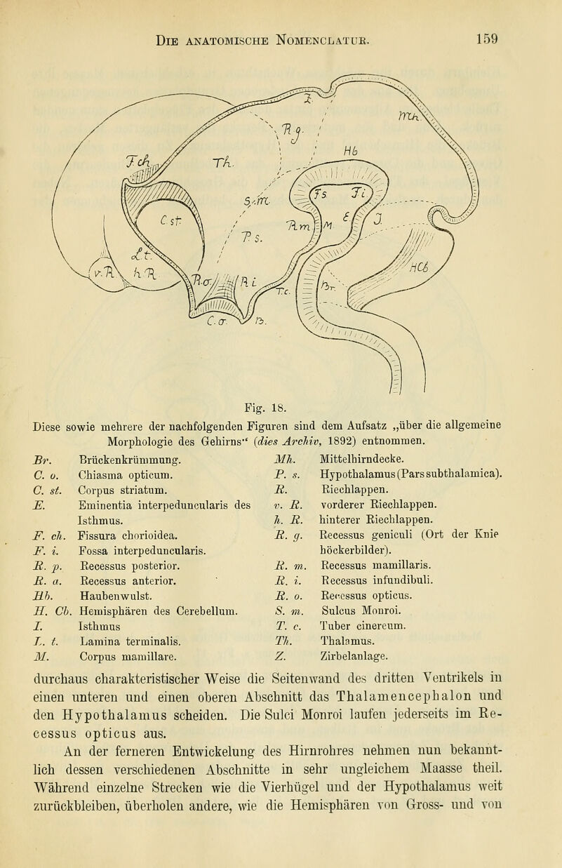 Fig. 18. Diese sowie mehrere der nachfolgenden Figuren sind dem Aufsatz „über die allgemeine Morphologie des Gehirns*' (dies Archiv, 1892) entnommen. B7\ Brückenkrümmung. C. 0. Chiasma opticum. C. st. Corpus striatum. E. Eminentia interpeduncularis des Isthmus. F. eh. Fissura chorioidea. F. i. Fossa interpeduncularis. S. p. Eecessus posterior. B. a. Eecessus anterior. Hh. Hauben wulst. S. Ch. Hemisphären des Cerebellum. I. Isthmus L. t. Laraina terminalis. M. Corpus maraillare. Mh. F. s. B. V. B. li. B. B. 9- B. m. B. i. B. 0. S. m. T. c. Th Z. Mittelhirndecke. Hypothalamus (Pars subthalamica). Riechlappen. vorderer Riechlappen. hinterer Eiechlappen. Eecessus geniculi (Ort der Knie höckerbilder). Eecessus mamillaris. Eecessus infundibuli. Eecessus opticus. Sulcus Monroi. Tuber cinereum. Thalamus. Zirbelanlage. durchaus charakteristischer Weise die Seitenwand des dritten Ventrikels in einen unteren und einen oberen Abschnitt das Thalamencephalon und den Hypothalamus scheiden. Die Sulci Monroi laufen jederseits im Ee- cessus opticus aus. An der ferneren Entwickelung des Hirnrohres nehmen nun bekannt- lich dessen verschiedenen Abschnitte in sehr ungleichem Maasse theil. Während einzelne Strecken wie die Vierhügel und der Hypothalamus weit zurückbleiben, überholen andere, wie die Hemisphären von Gross- und von