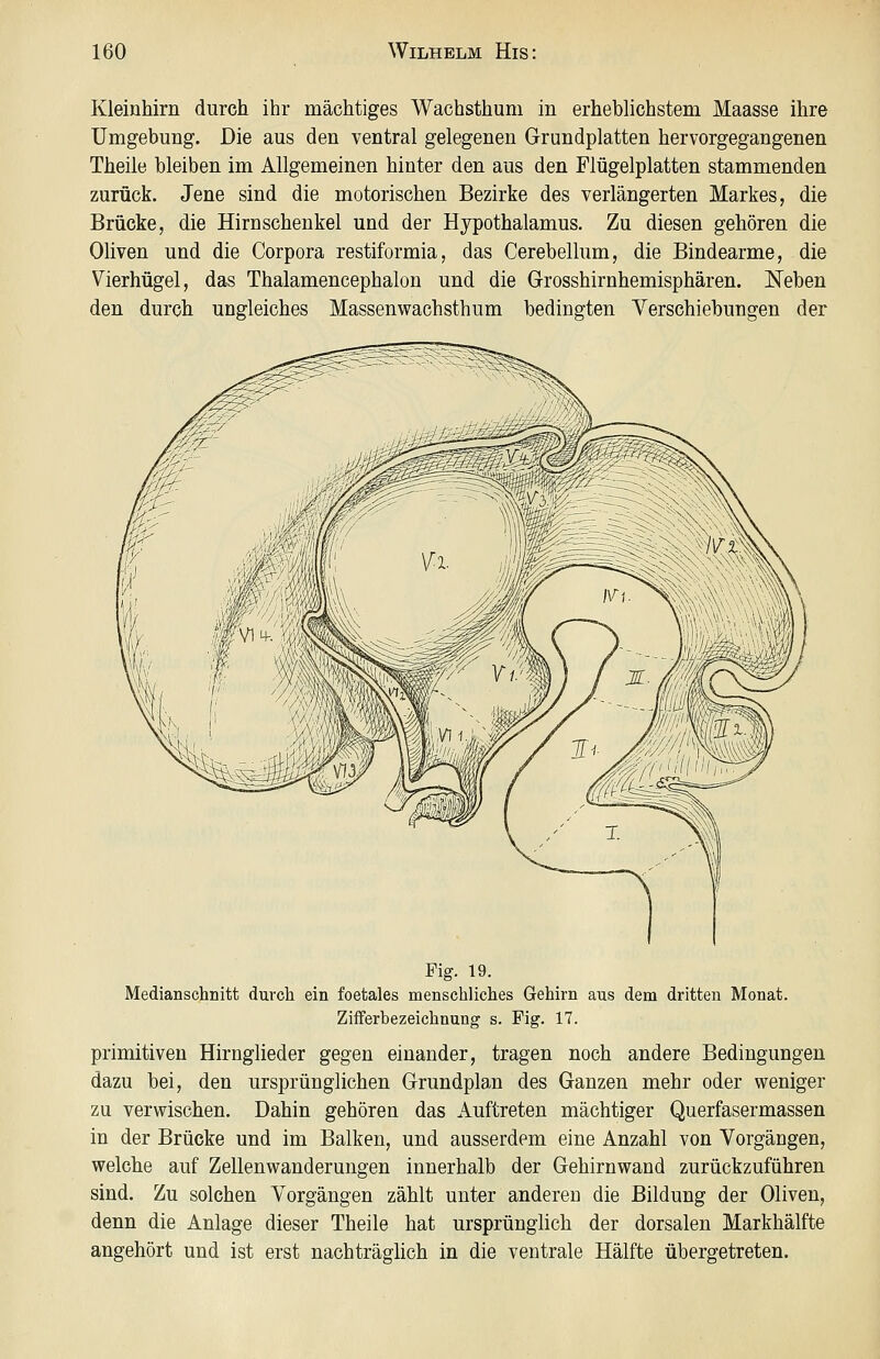 Kleinhirn durch ihr mächtiges Wachsthum in erheblichstem Maasse ihre Umgebung. Die aus den ventral gelegenen Grundplatten hervorgegangenen Theile bleiben im Allgemeinen hinter den aus den Flügelplatten stammenden zurück. Jene sind die motorischen Bezirke des verlängerten Markes, die Brücke, die Hirnschenkel und der Hypothalamus. Zu diesen gehören die Oliven und die Corpora restiformia, das Cerebellum, die Bindearme, die Vierhügel, das Thalamencephalon und die Grosshirnhemisphären. Neben den durch ungleiches Massenwachsthum bedingten Verschiebungen der Fig. 19. Medianschnitt durch ein foetales menschliches Gehirn aus dem dritten Monat. Zifferbezeichnung s. Fig. 17. primitiven Hirnglieder gegen einander, tragen noch andere Bedingungen dazu bei, den ursprünglichen Grundplan des Ganzen mehr oder weniger zu verwischen. Dahin gehören das Auftreten mächtiger Querfasermassen in der Brücke und im Balken, und ausserdem eine Anzahl von Vorgängen, welche auf Zellenwanderungen innerhalb der Gehirnwand zurückzuführen sind. Zu solchen Vorgängen zählt unter anderen die Bildung der Oliven, denn die Anlage dieser Theile hat ursprünglich der dorsalen Markhälfte angehört und ist erst nachträglich in die ventrale Hälfte übergetreten.
