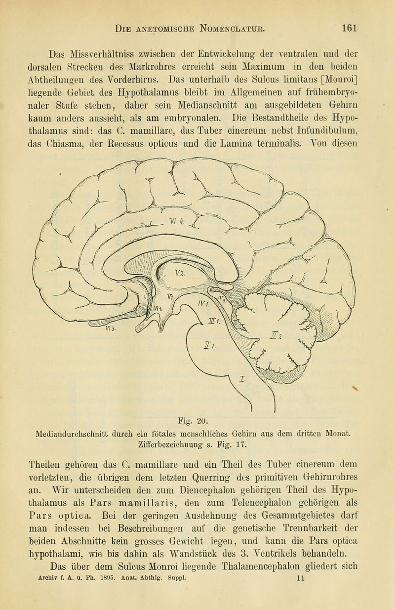 Das Missverhältniss zwischen der Entvvickelung der ventralen und der dorsalen kStrecken des Markrohres erreicht sein Maximum in den beiden Abtheilungen des Vorderhirus. Das unterhalb des Sulcus limitans [Mouroi] liegende Gebiet des Hypothalamus bleibt im Allgemeinen auf frühembryo- naler Stufe stehen, daher sein Medianschnitt am ausgebildeten Gehirn kaum anders aussieht, als am embryonalen. Die Bestandtheile des Hypo- thalamus sind: das C. mamillare, das Tuber cinereum nebst Infundibulum, das Chiasmaj der Recessus opticus und die Lamina terminalis. Von diesen Fig. 20. Mediandurclischnitt durch eiu fötales menschliches Gehirn aus dem dritten Monat. ZifFerbezeichnung s. Fig. 17. Theilen gehören das C. mamillare und ein Theil des Tuber cinereum dem vorletzten, die übrigen dem letzten Querring des primitiven Gehirnrohres an. Wir unterscheiden den zum Diencephalon gehörigen Theil des Hypo- thalamus als Pars mamillaris, den zum Telencephalon gehörigen als Pars optica. Bei der geringen Ausdehnung des Gesammtgebietes darf man indessen bei Beschreibungen auf die genetische Trennbarkeit der beiden Abschnitte kein grosses Gewicht legen, und kann die Pars optica hypothalami, wie bis dahin als Wandstück des 3. Ventrikels behandeln. Das über dem Sulcus Monroi liegende Thalamencephalon gliedert sich Archiv f. A. u. Ph. 1895. Anat. Abthlg. Suppl. 11