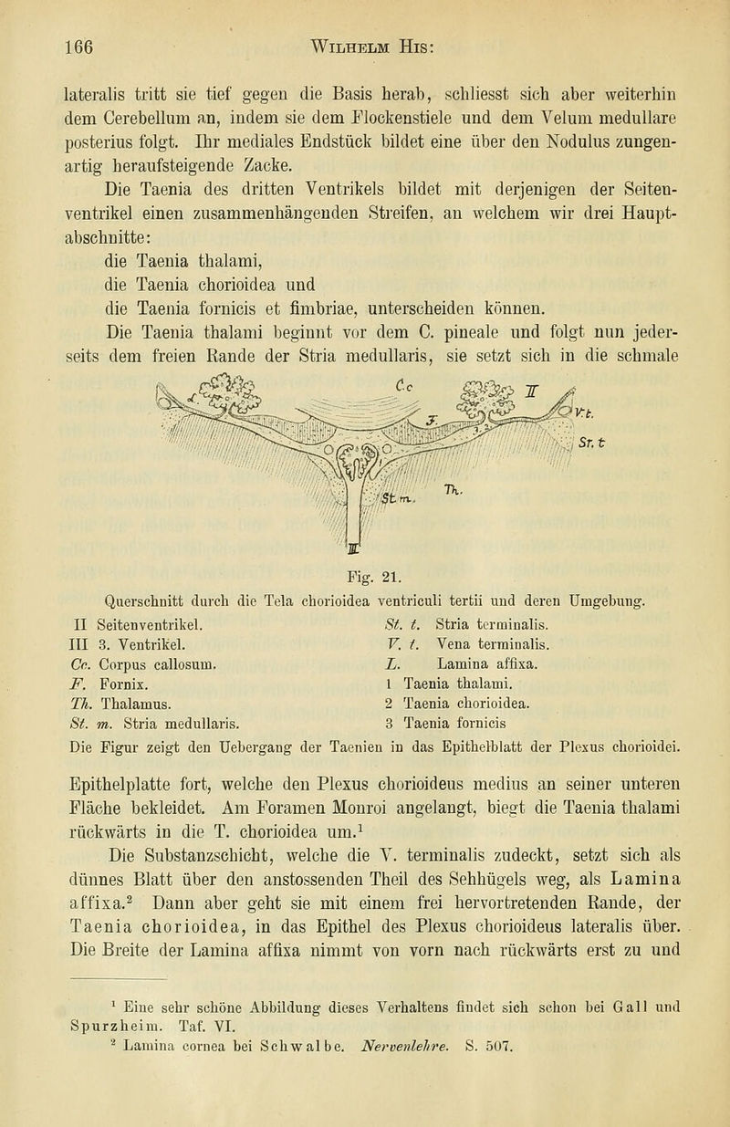 lateralis tritt sie tief gegen die Basis herab, schliesst sich aber weiterhin dem Cerebellum an, indem sie dem Flockenstiele und dem Velum medulläre posterius folgt. Ihr mediales Endstück bildet eine über den Nodulus zungen- artig heraufsteigende Zacke. Die Taenia des dritten Ventrikels bildet mit derjenigen der Seiten- ventrikel einen zusammenhängenden Streifen, an welchem wir drei Haupt- abschnitte : die Taenia thalami, die Taenia chorioidea und die Taenia fornicis et fimbriae, unterscheiden können. Die Taenia thalami beginnt vor dem C. pineale und folgt nun jeder- seits dem freien Rande der Stria medullaris, sie setzt sich in die schmale m Co Sr.t '^WM^ Fig. 21. Querschnitt durch die Tela chorioidea ventriculi tertii und deren Umgebung. II Seitenventrikel. St. t. Stria terminalis. III 3. Ventrikel. F. L Vena terminalis. Co. Corpus callosum. L. Lamina affixa. JF. Fornix. 1 Taenia thalami. TL Thalamus. 2 Taenia chorioidea. St. m. Stria medullaris. 3 Taenia fornicis Die Figur zeigt den Uebergang der Taenieu in das Epithelblatt der Plexus chorioidei. Epithelplatte fort, welche den Plexus chorioideus medius an seiner unteren Fläche bekleidet. Am Foramen Monroi angelangt, biegt die Taenia thalami rückwärts in die T. chorioidea um.^ Die Substanzschicht, welche die V. terminalis zudeckt, setzt sich als dünnes Blatt über den anstossenden Theil des Sehhügels weg, als Lamina affixa.^ Dann aber geht sie mit einem frei hervortretenden Rande, der Taenia chorioidea, in das Epithel des Plexus chorioideus lateralis über. Die Breite der Lamina affixa nimmt von vorn nach rückwärts erst zu und ^ Eine sehr schöne Abbildung dieses Verhaltens findet sich schon bei Gall und Spurzheira. Taf. VI. * Lamina cornea bei Schwalbe. Nervenlehre. S. 507.