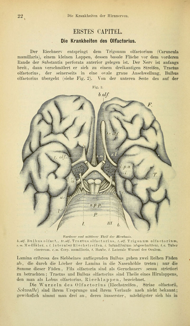 ERSTES CAPITEL. Die Krankheiten des Olfactorius. Der Riechnerv entspringt dem Trigonum olfactorium (Caruncula mamillaris), einem kleinen Lappen, dessen basale Fläche vor dem A'orderen Rande der Substantia perforata anterior gelegen ist. Der Nerv ist anfangs breit, dann verschmälert er sich zu einem dreikantigen Streifen, Tractus olfactorius, der seinerseits in eine ovale graue Anschwellung, Bulbus olfactorius übergeht (siehe Fig. 2). Von der unteren Seite des auf der Fig. 2. Vorderer vnd mittlerer T/teil der Himbasis. b.olf. Bulbus olfact., tr.olf. Tractxis olfactorius, t.olf. Trigonum olfactorium, s. )H. il e di aler, s. l. lateraler Ri echstreifen. i. Infundibulum 'abgeschnitten), t. c. Tuber cinereum, c. m. Corp. mamillaria, f. Haube, l. Laterale Wurzel des Oculom. Lamina cribrosa des Siebbeines aufliegenden Bulbus gehen zwei Reihen Fäden ab, die durch die Löcher der Lamina in die Nasenhöhle treten; nur die Summe dieser Fäden, Fila olfactoria sind als Geruehsnerv sensu strictiori zu betrachten; Tractus und Bulbus olfactorius sind Theile eines Hirnlappens, den man als Lobus olfactorius. R i e c h 1 a p p e n , bezeichnet. Die Wurzeln des Olfactorius (Riechstreifen, Sti'iae olfactorii, Schwalbe) sind ihrem Ursprünge und ihrem Verlaufe nach nicht bekannt; gewöhnlich nimmt man drei an, deren äusserster, mächtigster sich bis in