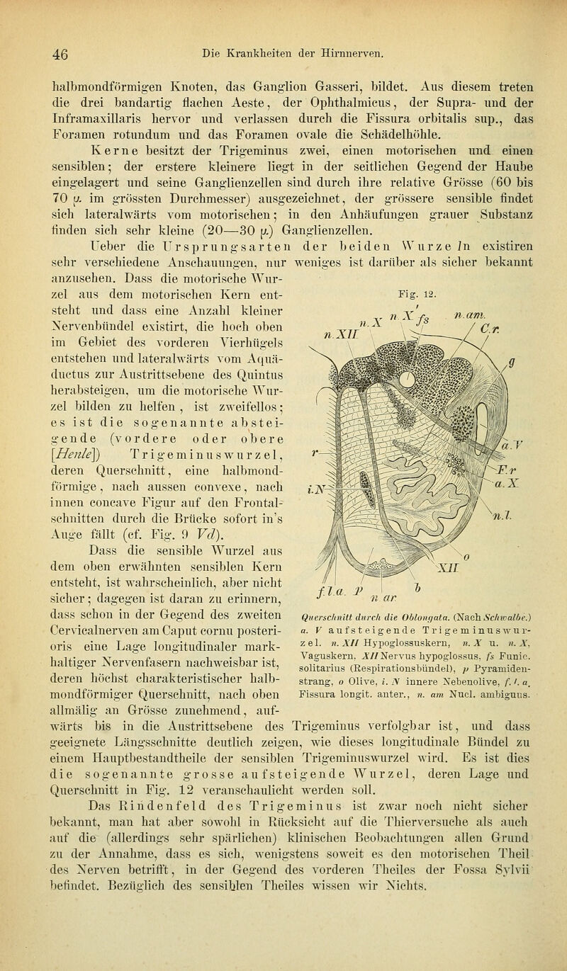 , 7/ halbmondförmigen Knoten, das Ganglion Gasseri, bildet. Aus diesem treten die drei bandartig flachen Aeste, der Ophthalmicus, der Supra- und der Inframaxillaris hervor und verlassen durch die Fissura orbitalis sup., das Foramen rotundum und das Foramen ovale die Schädelhöhle. Kerne besitzt der Trigeminus zwei, einen motorischen und einen sensiblen; der erstere kleinere liegt in der seitlichen Gegend der Haube eingelagert und seine Ganglienzellen sind durch ihre relative Grösse (60 bis 70 1^. im grössten Durchmesser) ausgezeichnet, der grössere sensible findet sich lateralwärts vom motorischen; in den Anhäufungen grauer Substanz finden sich sehr kleine (20—30 p-) Ganglienzellen. Ueber die Ursprungsarten der beiden Würze in existiren sehr verschiedene Anschauungen, nur weniges ist darüber als sicher bekannt anzusehen. Dass die motorische Wur- zel aus dem motorischen Kern ent- steht und dass eine Anzahl kleiner Nervenbündel existirt, die hoch oben im Gebiet des vorderen Vierhügels entstehen und lateralwärts vom Aquä- ductus zur Austrittsebene des Quintus herabsteigen, um die motorische Wur- zel bilden zu helfen , ist zweifellos; es ist die sogenannte abstei- gende (vordere oder obere [Henle\) Trigeminuswurzel, deren Querschnitt, eine halbmond- förmige , nach aussen convexe, nach innen concave Figur auf den Frontal- schnitten durch die Brücke sofort in's Auge fällt (cf. Fig. 9 Vd). Dass die sensible Wurzel aus dem oben erwähnten sensiblen Kern entsteht, ist wahrscheinlich, aber nicht sicher; dagegen ist daran zu erinnern, dass schon in der Gegend des zweiten Cervicalnerven am Caput cornu posteri- oris eine Lage longitudinaler mark- haltiger Nervenfasern nachweisbar ist, deren höchst charakteristischer halb- mondförmiger Querschnitt, nach oben allmälig an Grösse zunehmend, auf- wärts bis in die Austrittsebene des Trigeminus verfolgbar ist, und dass geeignete Längsschnitte deutlich zeigen, wie dieses longitudinale Bündel zu einem Hauptbestandtheile der sensiblen Trigeminuswurzel wird. Es ist dies die sogenannte grosse aufsteigende Wurzel, deren Lage und Querschnitt in Fig. 12 veranschaulicht werden soll. Das Rinden fei d des Trigeminus ist zwar noch nicht sicher bekannt, man hat aber sowohl in Rücksicht auf die Thierversuche als auch auf die (allerdings sehr spärlichen) klinischen Beobachtungen allen Grund zu der Annahme, dass es sich, wenigstens soweit es den motorischen Tlieil des Nerven betrifft, in der Gegend des vorderen Theiles der Fossa Sylvii befindet. Bezüglich des sensiblen Theiles wissen wir Nichts. f.J.a. :p r„ ar. Querschnitt durch die Oblontjata. (Nach Schwalbe.) a. V aufsteigende Trigeminuswur- zel. »i. A7/Hypoglossuskern, n. X u. n. X, Vaguskern, J^//Nervus hypoglossus, fs Funic. solitarius (Respirationsbündel), p Pyramideu- strang, o Olive, i. N innere Nebenolive, f.'. a. Fissura longit. anter., n. am Nucl. ambiguiis.