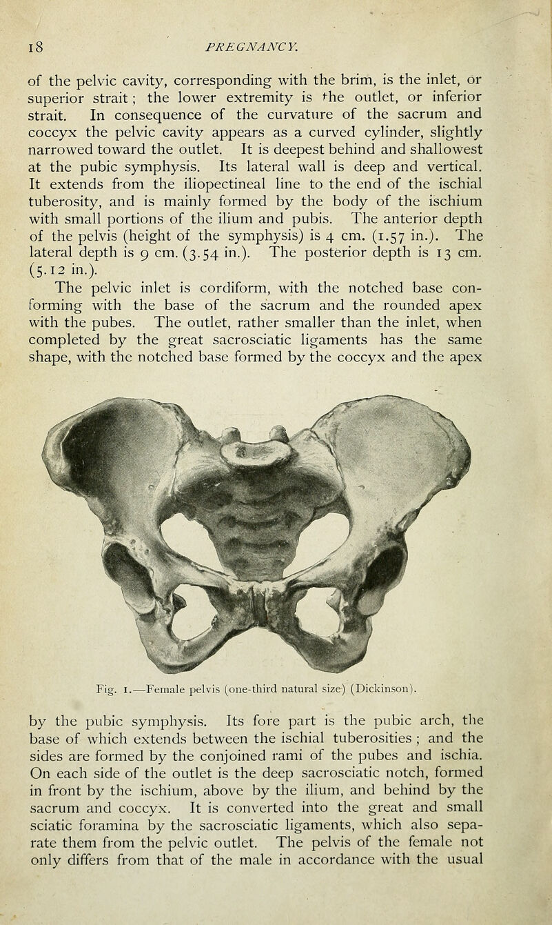 of the pelvic cavity, corresponding with the brim, is the inlet, or superior strait; the lower extremity is ^he outlet, or inferior strait. In consequence of the curvature of the sacrum and coccyx the pelvic cavity appears as a curved cylinder, slightly narrowed toward the outlet. It is deepest behind and shallowest at the pubic symphysis. Its lateral wall is deep and vertical. It extends from the iliopectineal line to the end of the ischial tuberosity, and is mainly formed by the body of the ischium with small portions of the iHum and pubis. The anterior depth of the pelvis (height of the symphysis) is 4 cm. (1.57 in.). The lateral depth is 9 cm. (3.54 in.). The posterior depth is 13 cm. (5.12 in.). The pelvic inlet is cordiform, with the notched base con- forming with the base of the sacrum and the rounded apex with the pubes. The outlet, rather smaller than the inlet, when completed by the great sacrosciatic ligaments has the same shape, with the notched base formed by the coccyx and the apex Fig. I.—P'emale pelvis (one-third natural size) (Dickinson). by the pubic symphysis. Its fore part is the pubic arch, the base of which extends between the ischial tuberosities ; and the sides are formed by the conjoined rami of the pubes and ischia. On each side of the outlet is the deep sacrosciatic notch, formed in front by the ischium, above by the ilium, and behind by the sacrum and coccyx. It is converted into the great and small sciatic foramina by the sacrosciatic ligaments, which also sepa- rate them from the pelvic outlet. The pelvis of the female not only differs from that of the male in accordance with the usual