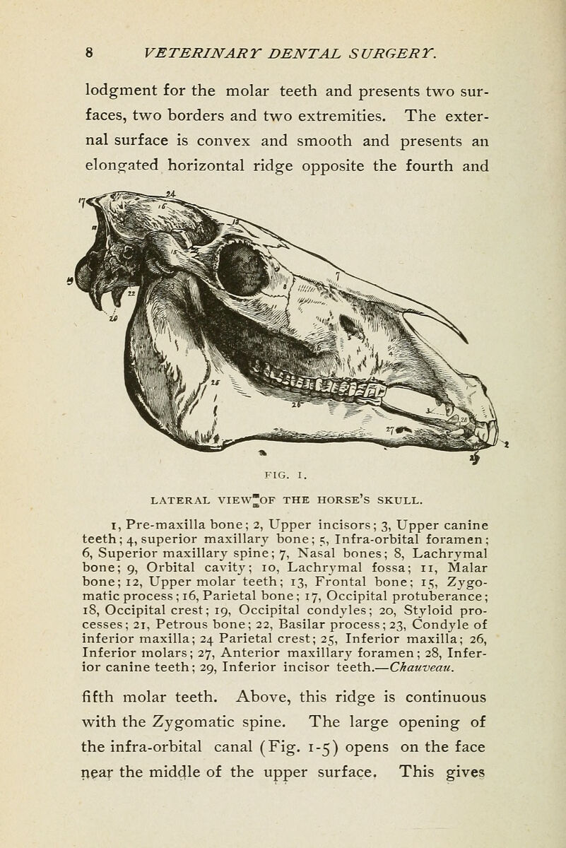 lodgment for the molar teeth and presents two sur- faces, two borders and two extremities. The exter- nal surface is convex and smooth and presents an elongated horizontal ridge opposite the fourth and LATERAL VIEW~OF THE HORSES SKULL. I, Pre-maxilla bone; 2, Upper incisors; 3, Upper canine teeth; 4, superior maxillary bone;?, Infra-orbital foramen; 6, Superior maxillary spine; 7, Nasal bones; 8, Lachrymal bone; 9, Orbital cavity; 10, Lachrymal fossa; 11, Malar bone; 12, Upper molar teeth; 13, Frontal bone; 15, Zygo- matic process ; 16, Parietal bone; 17, Occipital protuberance; 18, Occipital crest; 19, Occipital condyles; 20, Styloid pro- cesses; 21, Petrous bone; 22, Basilar process523, Condyle of inferior maxilla; 24 Parietal crest; 25, Inferior maxilla; 26, Inferior molars; 27, Anterior maxillary foramen; 28, Infer- ior canine teeth; 29, Inferior incisor teeth.—Chauveau. fifth molar teeth. Above, this ridge is continuous with the Zygomatic spine. The large opening of the infra-orbital canal (Fig. 1-5) opens on the face near the middle of the upper surface. This gives