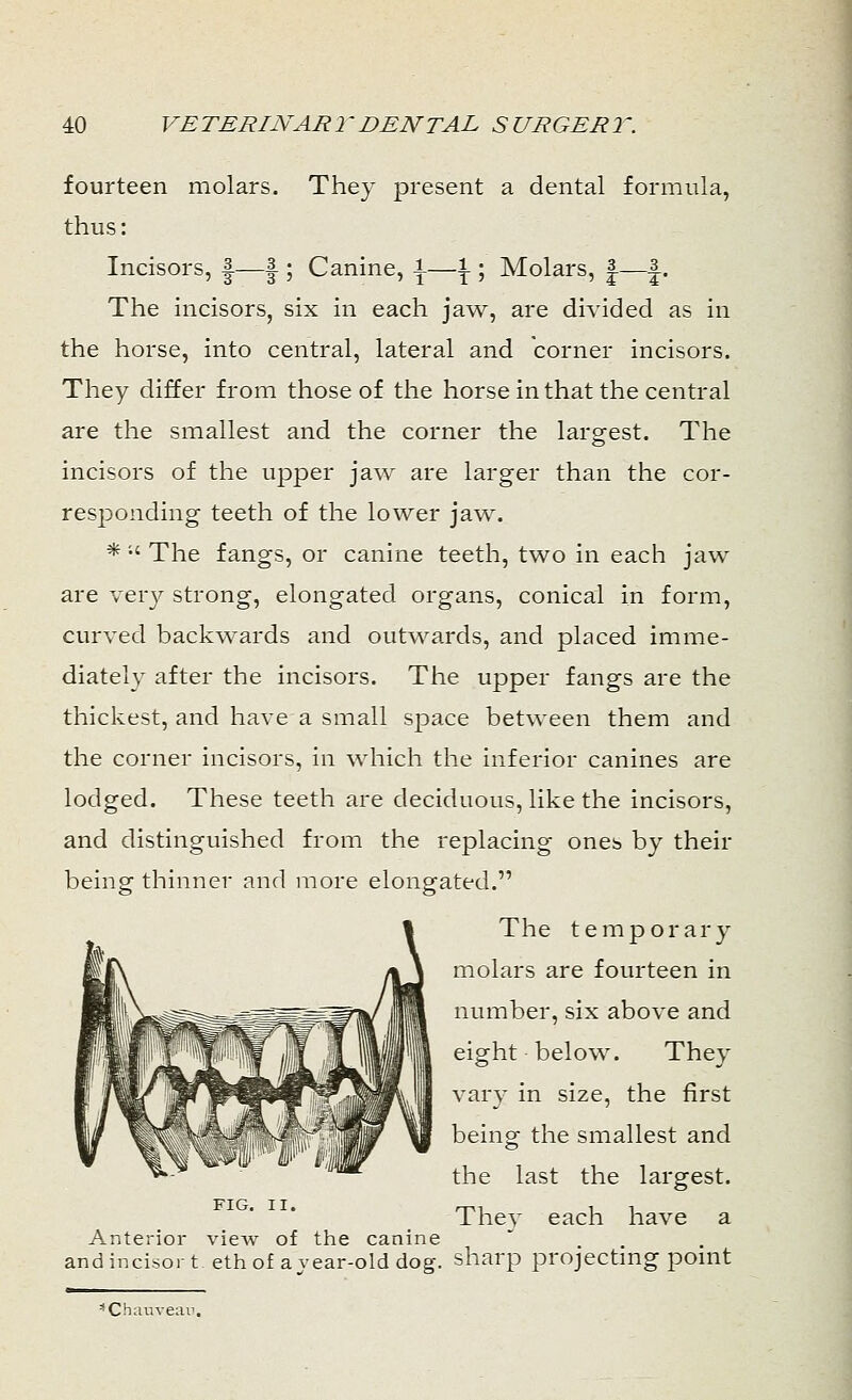 fourteen molars. They present a dental formula, thus: Incisors, |—f ; Canine, \—\ ; Molars, |—|. The incisors, six in each jaw, are divided as in the horse, into central, lateral and corner incisors. They differ from those of the horse in that the central are the smallest and the corner the largest. The incisors of the upper jaw are larger than the cor- responding teeth of the lower jaw. *;' The fangs, or canine teeth, two in each jaw are very strong, elongated organs, conical in form, curved backwards and outwards, and placed imme- diately after the incisors. The upper fangs are the thickest, and have a small space between them and the corner incisors, in which the inferior canines are lodged. These teeth are deciduous, like the incisors, and distinguished from the replacing ones by their being thinner and more elongated. The temporary molars are fourteen in number, six above and eight below. They vary in size, the first being the smallest and the last the largest. Thev each have a Anterior view of the canine and incisor t eth of a year-old dog. sharp projecting point