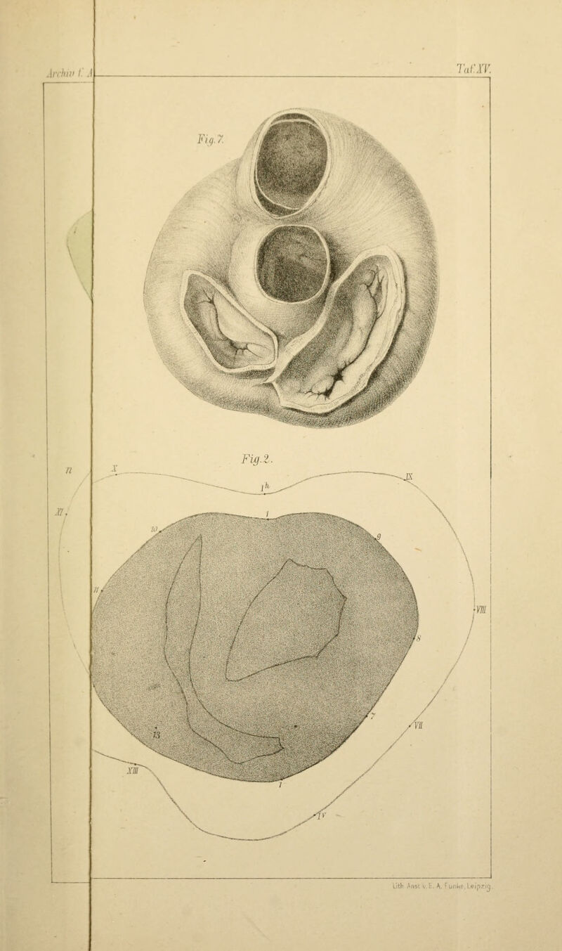 Arcluv /.' Fig.Z. m / \ y