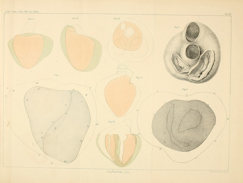 Fig.il A. F'ig.3B. Fig.l. & _- Verlag Teit Bc Comp., Lräpzig