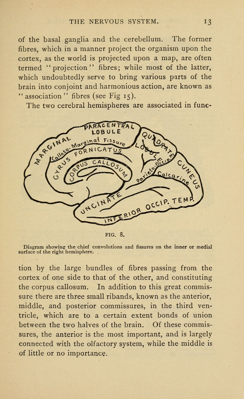 of the basal ganglia and the cerebellum. The former fibres, which in a manner project the organism upon the cortex, as the world is projected upon a map, are often termed projection fibres; while most of the latter, which undoubtedly serve to bring various parts of the brain into conjoint and harmonious action^ are known as association fibres (see Fig 15). The two cerebral hemispheres are associated in func- FIG. 8. Diagram showing the chief convolutions and fissures on the inner or medial surface of the right hemisphere. . tion by the large bundles of fibres passing from the cortex of one side to that of the other, and constituting the corpus callosum. In addition to this great commis- sure there are three small ribands, known as the anterior, middle, and posterior commissures, in the third ven- tricle, which are to a certain extent bonds of union between the two halves of the brain. Of these commis- sures, the anterior is the most important, and is largely connected with the olfactory system, while the middle is of little or no importance.