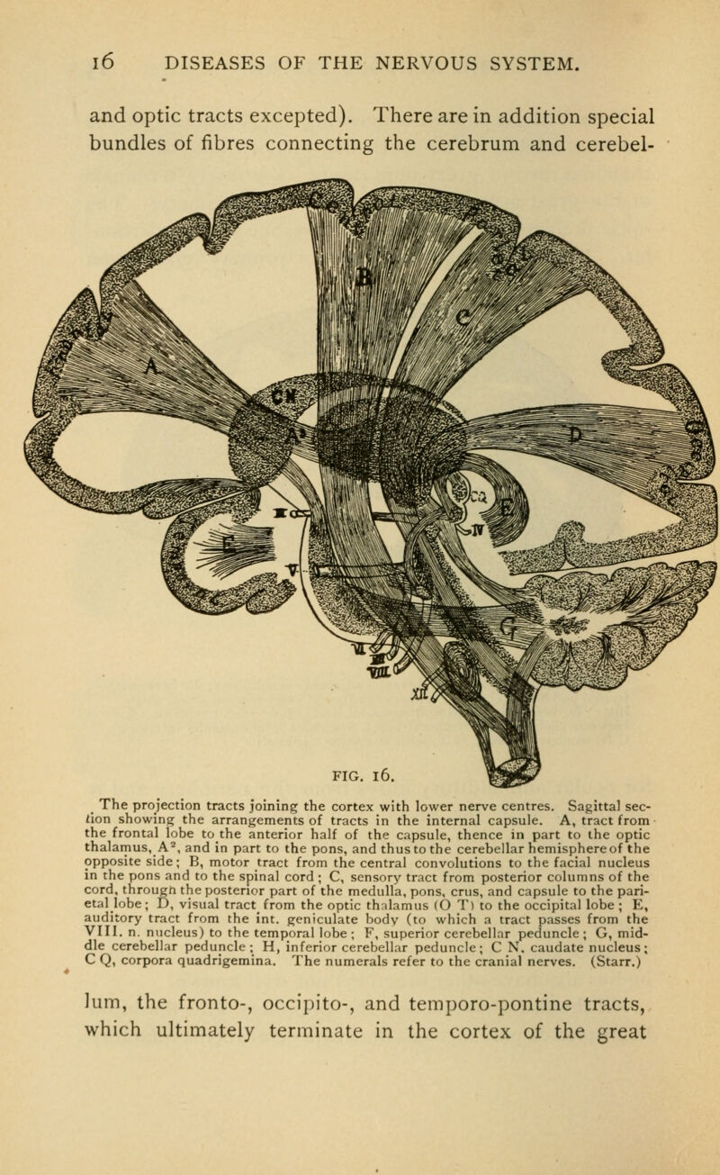 and optic tracts excepted). There are in addition special bundles of fibres connecting the cerebrum and cerebel- FIG. i6. The projection tracts joining the cortex with lower nerve centres. Sagittal sec- tion showing the arrangements of tracts in the internal capsule. A, tract from the frontal lobe to the anterior half of the capsule, thence in part to the optic thalamus, A^, and in part to the pons, and thus to the cerebellar hemisphere of the opposite side; B, motor tract from the central convolutions to the facial nucleus in the pons and to the spinal cord ; C, sensory tract from posterior columns of the cord, through the posterior part of the medulla, pons, crus, and capsule to the pari- etal lobe; D, visual tract from the optic thalamus (O T) to the occipital lobe; E, auditory tract from the int. geniculate body (to which a tract passes from the VIII. n. nucleus) to the temporal lobe; F, superior cerebellar peduncle; G, mid- dle cerebellar peduncle; H, inferior cerebellar peduncle; C N. caudate nucleus; C Q, corpora quadrigemina. The numerals refer to the cranial nerves. (Starr.) lum, the fronto-, occipito-, and temporo-pontine tracts, which ultimately terminate in the cortex of the great