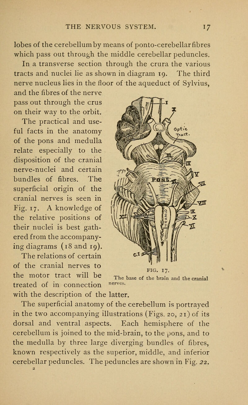 lobes of the cerebellumby means of ponto-cerebellar fibres which pass out through the middle cerebellar peduncles. In a transverse section through the crura the various tracts and nuclei lie as shown in diagram 19. The third nerve nucleus lies in the floor of the aqueduct of Sylvius, and the fibres of the nerve pass out through the crus on their way to the orbit. The practical and use- ful facts in the anatomy of the pons and medulla relate especially to the disposition of the cranial nerve-nuclei and certain bundles of fibres. The superficial origin of the cranial nerves is seen in Fig. 17. A knowledge of the relative positions of their nuclei is best gath- ered from the accompany- ing diagrams (18 and 19). The relations of certain of the cranial nerves to the motor tract will be treated of in connection •^'^es. with the description of the latter. The superficial anatomy of the cerebellum is portrayed in the two accompanying illustrations (Figs. 20, 21) of its dorsal and ventral aspects. Each hemisphere of the cerebellum is joined to the mid-brain, to the pons, and to the medulla by three large diverging bundles of fibres, known respectively as the superior, middle, and inferior cerebellar peduncles. The peduncles are shown in Fig. 22. FIG. 17, The base of the brain and the cranial