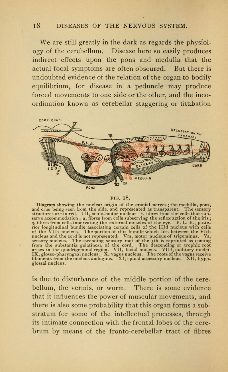 We are still greatly in the dark as regards the physiol- ogy of the cerebellum. Disease here so easily produces indirect effects upon the pons and medulla that the actual focal symptoms are often obscured. But there is undoubted evidence of the relation of the organ to bodily equilibrium, for disease in a peduncle may produce forced movements to one side or the other, and the inco- ordination known as cerebellar staggering or titubation CORP. QUAD. ^SSAT, FIG. l8. Diagram showing the nuclear origin of the cranial nerves; the medulla, pons, and crus being seen from the side, and represented as transparent. The sensory structures are in red. Ill, oculo-motor nucleus—i, fibres from the cells that sub- serve accommodation ; 2, fibres from cells subserving the reflex action of the iris; 3, fibres from cells innervating the external muscles of the eye. P. L. B., poste- rior longitudinal bundle associating certain cells of the Illd nucleus with cells of the Vlth nucleus. The portion of this bundle which lies between the Vlth nucleus and the cord is not represented. Vm, motor nucleus of trigeminus. Vs, sensory nucleus. The ascending sensory root of the 5th is reprinted as coming from the substantia gelatinosa of the cord. The descending or trophic root arises in the quadrigeminal region. VII, facial nucleus. VIII, auditory nuclei. IX, glosso-pharyngeal nucleus. X, vagus nucleus. The roots of the vagus receive filaments from the nucleus ambiguus. XI, spinal accessory nucleus. XII, hypo- glossal nucleus. is due to disturbance of the middle portion of the cere- bellum, the vermis, or worm. There is some evidence that it influences the power of muscular movements, and there is also some probability that this organ forms a sub- stratum for some of the intellectual processes, through its intimate connection with the frontal lobes of the cere- brum by means of the fronto-cerebellar tract of fibres