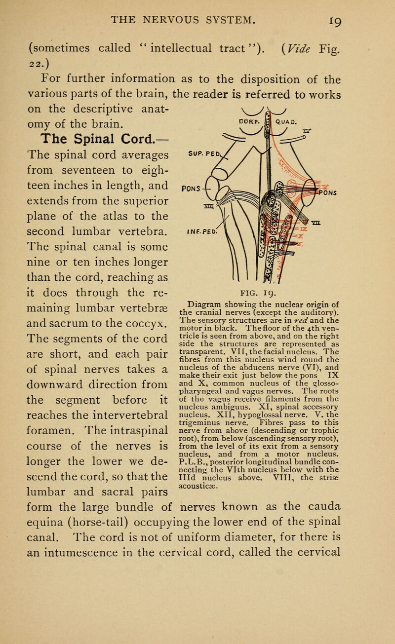 SUP. PONS INf. (sometimes called intellectual tract). {Vide Fig. 22.) For further information as to the disposition of the various parts of the brain, the reader is referred to works on the descriptive anat- omy of the brain. The Spinal Cord.— The spinal cord averages from seventeen to eigh- teen inches in length, and extends from the superior plane of the atlas to the second lumbar vertebra. The spinal canal is some nine or ten inches longer than the cord, reaching as it does through the re- maining lumbar vertebras and sacrum to the coccyx. The segments of the cord are short, and each pair of spinal nerves takes a downward direction from the segment before it reaches the intervertebral foramen. The intraspinal course of the nerves is longer the lower we de- scend the cord, so that the lumbar and sacral pairs form the large bundle of nerves known as the cauda equina (horse-tail) occupying the lower end of the spinal canal. The cord is not of uniform diameter, for there is an intumescence in the cervical cord, called the cervical Diagram showing the nuclear origin of the cranial nerves (except the auditorv). The sensory structures are in red and the motor in black. The floor of the 4th ven- tricle is seen from above, and on the right side the structures are represented as transparent. VII, the facial nucleus. The fibres from this nucleus wind round the nucleus of the abducens nerve (VI), and make their exit just below the pons IX and X, common nucleus of the glosso- pharyngeal and vagus nerves. The roots of the vagus receive filaments from the nucleus ambiguus. XI, spinal accessory nucleus. XII, hypoglossal nerve. V. the trigeminus nerve. Fibres pass to this nerve from above (descending or trophic root), from below (ascending sensory root), from the level of its exit from a sensory- nucleus, and from a motor nucleus. P.L.B., posterior longitudinal bundle con- necting the Vlth nucleus below with the Illd nucleus above. VIII, the striae acoustics.