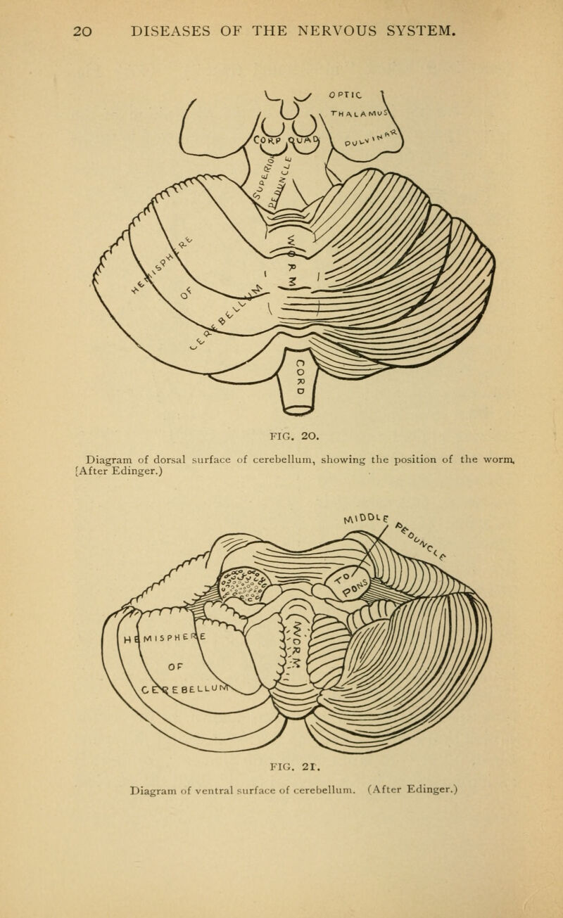 FIG. 20. Diagram of dorsal surface of cerebellum, showing the position of the worm, [After Edinger.) rA\0Oue FIG. 21. Diagram of ventral surface of cerebellum. (After Edinger.)