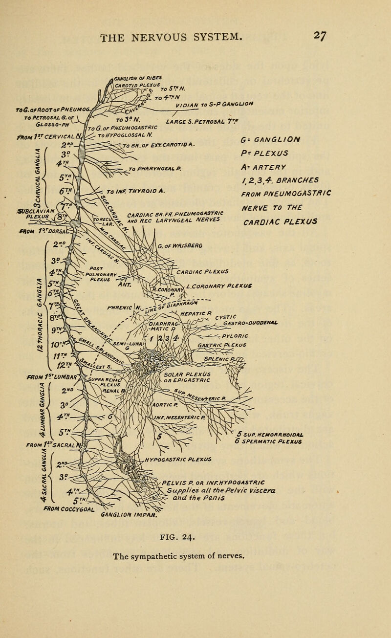 raG. or HOOT opPneumog.^ T» PETROSAL e. 0, Glosso-p// fkOM 1^ CER vicalN^ 2*. iGAHOllON or niB£S \CAROriD PLtiUS ' '^NTf 0. TO 5\''N. <l* VIDIAN roS-PQAN&uoii lARGCS.PerROSAL TV CAKDIAC BR.FR. PNCUMOdASfRIC AMD RB.C LARYNGEAL NERVES L.CQRONARY PLEXUS G-- GANGLION P= PLEXUS A-- ARTERY l,Z.3,^. BRANCHES FROM PNEUMQGA^TRIC NERVE TO THE CARDIAC PLEXUS CYSTIC Gastro-ouodehal S SUP. HEM OK n HOIOAt 6 SPERMATIC PLEXUS PBon COCCY6OAL ^^ffiV/^P. OR INF.HYPOGASTRIC ^^^^upplies all thePelvic viscera r=Sr^^: and the Pents 6ANSLION IMPAR. FIG. 24. The sympathetic system of nerves.