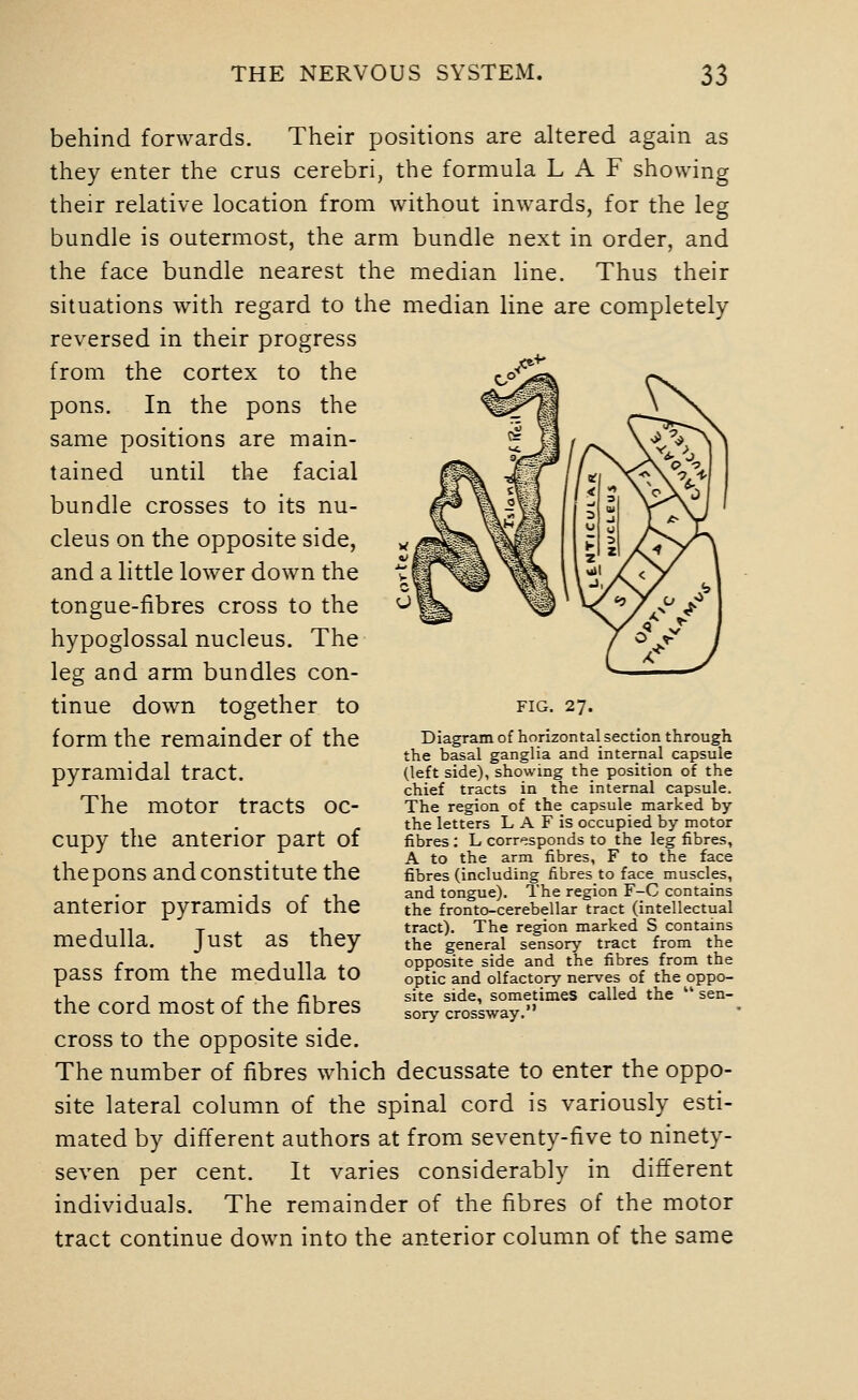 behind forwards. Their positions are altered again as they enter the crus cerebri, the formula L A F showing their relative location from without inwards, for the leg bundle is outermost, the arm bundle next in order, and the face bundle nearest the median line. Thus their situations with regard to the median line are completely reversed in their progress from the cortex to the pons. In the pons the same positions are main- tained until the facial bundle crosses to its nu- cleus on the opposite side, and a little lower down the tongue-fibres cross to the hypoglossal nucleus. The leg and arm bundles con- tinue down together to form the remainder of the pyramidal tract. The motor tracts oc- cupy the anterior part of the pons and constitute the anterior pyramids of the medulla. Just as they pass from the medulla to the cord most of the fibres cross to the opposite side. The number of fibres which decussate to enter the oppo- site lateral column of the spinal cord is variously esti- mated by different authors at from seventy-five to ninety- seven per cent. It varies considerably in different individuals. The remainder of the fibres of the motor tract continue down into the anterior column of the same FIG. 27. Diagram of horizontal section through the basal ganglia and internal capsule (left side), showing the position of the chief tracts in the internal capsule. The region of the capsule marked by the letters L A F is occupied by motor fibres : L corresponds to the leg fibres, A to the arm fibres, F to the face fibres (including fibres to face muscles, and tongue). The region F-C contains the fronto-cerebellar tract (intellectual tract). The region marked S contains the general sensory tract from the opposite side and the fibres from the optic and olfactory nerves of the oppo- site side, sometimes called the  sen- sory crossway.