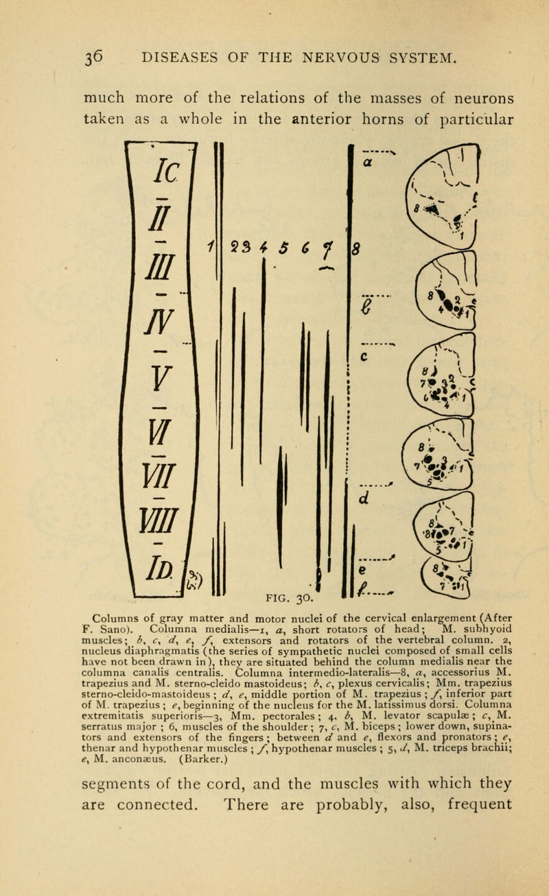 much more of the relations of the masses of neurons taken as a whole in the anterior horns of particular Columns of gray matter and motor nuclei of the cervical enlargement (After F. Sane). Columna medialis—i, a, short rotators of head; M. subhyoid muscles; i, c, d^ e^ f^ extensors and rotators of the vertebral column. 2, nucleus diaphragmatis (the series of sympathetic nuclei composed of small cells have not been drawn in), they are situated behind the column medialis near the columna canalis centralis. Columna intermedio-lateralis—8, «, accessorius M. trapezius and M. sterno-cleido mastoideus; b, c, plexus cervicalis; Mm. trapezius sterno-cleido-mastoideus ; </, ^, middle portion of M. trapezius ; y, inferior part of M. trapezius ; <?, beginning of the nucleus for the M. latissimus dorsi. Columna extremitatis superioris—3, Mm. pectorales ; 4, b^ M. levator scapulae; c, M. serratus major ; 6, muscles of the shoulder; 7, t, M. biceps ; lower down, supina- tors and extensors of the fingers; between d and f, flexors and pronators; ^, thenar and hypothenar muscles ; _/, hypothenar muscles ; 5, t/, M. triceps bracnii; e^ M, ancona:us. (Barker.) segments of the cord, and the muscles with which they are connected. There are probably, also, frequent