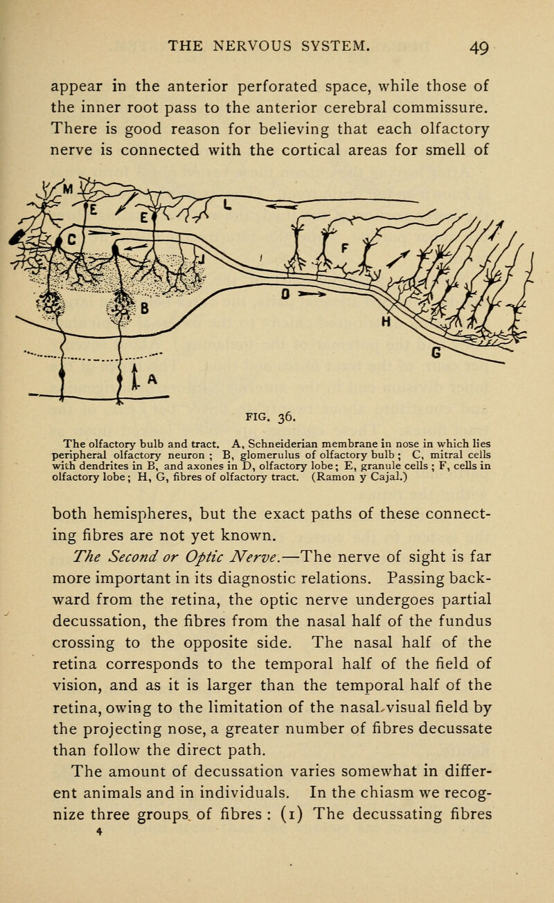 appear in the anterior perforated space, while those of the inner root pass to the anterior cerebral commissure. There is good reason for believing that each olfactory nerve is connected with the cortical areas for smell of FIG. 36. The olfactory bulb and tract. A, Schneiderian membrane in nose in which lies peripheral olfactory neuron ; B, glomerulus of olfactory bulb ; C, mitral cells with dendrites in B, and axones in D, olfactory lobe; E, granule cells ; F, cells in olfactory lobe; H, G, fibres of olfactory tract. (Ramon y Cajal.) both hemispheres, but the exact paths of these connect- ing fibres are not yet known. The Second or Optic Nerve.—The nerve of sight is far more important in its diagnostic relations. Passing back- ward from the retina, the optic nerve undergoes partial decussation, the fibres from the nasal half of the fundus crossing to the opposite side. The nasal half of the retina corresponds to the temporal half of the field of vision, and as it is larger than the temporal half of the retina, owing to the limitation of the nasaLvisual field by the projecting nose, a greater number of fibres decussate than follow the direct path. The amount of decussation varies somewhat in differ- ent animals and in individuals. In the chiasm we recog- nize three groups of fibres : (i) The decussating fibres