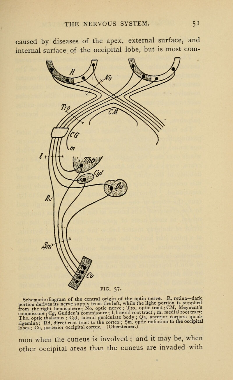 caused by diseases of the apex, external surface, and internal surface of the occipital lobe, but is most com- Schematic diagram of the central origin of the optic nerve. R, retina—dark portion derives its nerve supply from the left, while the light portion is supplied from the right hemisphere; No, optic nerve; Tro, optic tract ; CM, Meynent s commissure : Cg, Gudden's commissure ; 1, lateral root tract; m, medial root tract; Tho, optic thalamus ; Cgl, lateral geniculate body ; Qa, anterior corpora quad- rigemina; Rd, direct root tract to the cortex; Sm, optic radiation to the occipital lobes ; Co, posterior occipital cortex. (Obersteiner.) mon when the cuneus is involved ; and it may be, when other occipital areas than the cuneus are invaded with