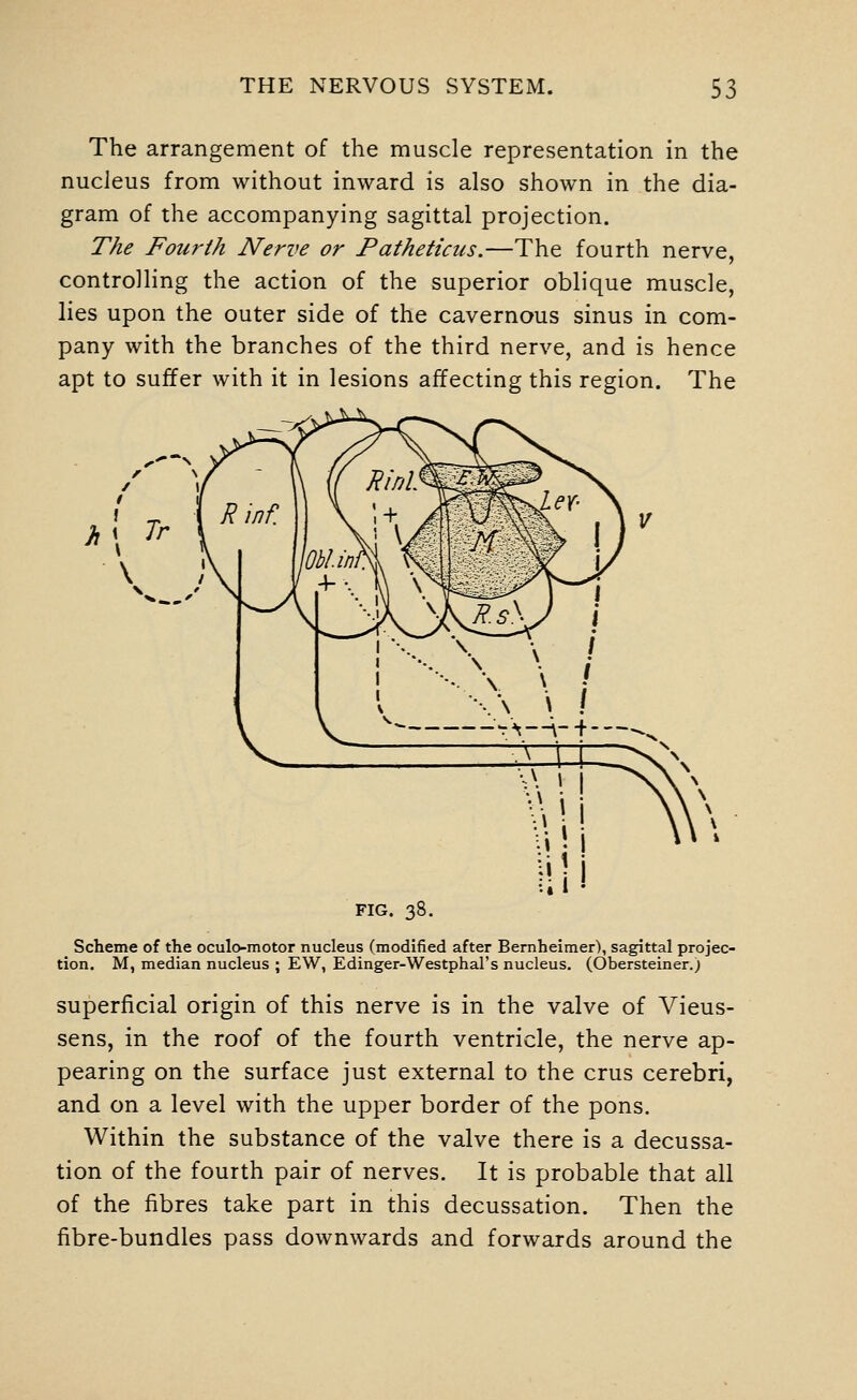 The arrangement of the muscle representation in the nucleus from without inward is also shown in the dia- gram of the accompanying sagittal projection. The Fourth Nerve or Patheticus.—The fourth nerve, controlling the action of the superior oblique muscle, lies upon the outer side of the cavernous sinus in com- pany with the branches of the third nerve, and is hence apt to suffer with it in lesions affecting this region. The FIG. 38. Scheme of the oculo-motor nucleus (modified after Bemheimer), sagittal projec- tion. M, median nucleus ; EW, Edinger-Westphal's nucleus. (Obersteiner.) superficial origin of this nerve is in the valve of Vieus- sens, in the roof of the fourth ventricle, the nerve ap- pearing on the surface just external to the crus cerebri, and on a level with the upper border of the pons. Within the substance of the valve there is a decussa- tion of the fourth pair of nerves. It is probable that all of the fibres take part in this decussation. Then the fibre-bundles pass downwards and forwards around the