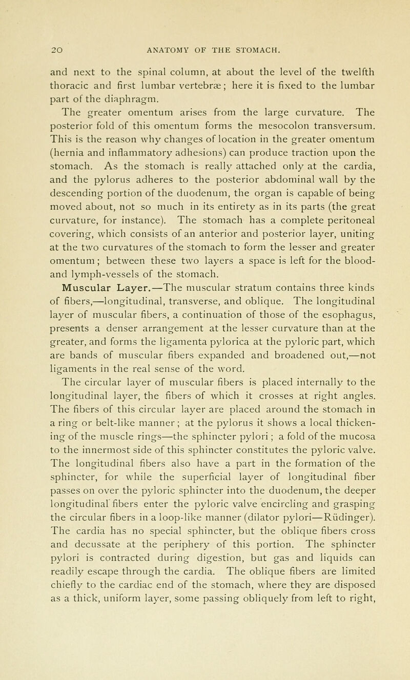 and next to the spinal column, at about the level of the twelfth thoracic and first lumbar vertebrae; here it is fixed to the lumbar part of the diaphragm. The greater omentum arises from the large curvature. The posterior fold of this omentum forms the mesocolon transversum. This is the reason why changes of location in the greater omentum (hernia and inflammatory adhesions) can produce traction upon the stomach. As the stomach is really attached only at the cardia, and the pylorus adheres to the posterior abdominal wall by the descending portion of the duodenum, the organ is capable of being moved about, not so much in its entirety as in its parts (the great curvature, for instance). The stomach has a complete peritoneal covering, which consists of an anterior and posterior layer, uniting at the two curvatures of the stomach to form the lesser and greater omentum; between these two layers a space is left for the blood- and lymph-vessels of the stomach. Muscular Layer.—The muscular stratum contains three kinds of fibers,—longitudinal, transverse, and oblique. The longitudinal layer of muscular fibers, a continuation of those of the esophagus, presents a denser arrangement at the lesser curvature than at the greater, and forms the ligamenta pylorica at the pyloric part, which are bands of muscular fibers expanded and broadened out,—not ligaments in the real sense of the word. The circular layer of muscular fibers is placed internally to the longitudinal layer, the fibers of which it crosses at right angles. The fibers of this circular layer are placed around the stomach in a ring or belt-like manner; at the pylorus it shows a local thicken- ing of the muscle rings—the sphincter pylori; a fold of the mucosa to the innermost side of this sphincter constitutes the pyloric valve. The longitudinal fibers also have a part in the formation of the sphincter, for while the superficial layer of longitudinal fiber passes on over the pyloric sphincter into the duodenum, the deeper longitudinal fibers enter the pyloric valve encircling and grasping the circular fibers in a loop-like manner (dilator pylori—Riidinger), The cardia has no special sphincter, but the oblique fibers cross and decussate at the periphery of this portion. The sphincter pylori is contracted during digestion, but gas and liquids can readily escape through the cardia. The oblique fibers are limited chiefly to the cardiac end of the stomach, where they are disposed as a thick, uniform layer, some passing obliquely from left to right.