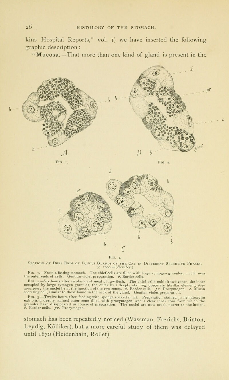 kins Hospital Reports, vol. i) we have inserted the following graphic description : Mucosa.—That more than one kind of gland is present in the ^4^ ^ B b Fig. 2. x Fig. 3. Sections of Deep Ends of Fundus Glands of the Cat in Different Secretive Phases. X 1000.—{Bensley.) Fig. I.—From a fasting stomach. The chief cells are filled with large zymogen granules; nuclei near the outer ends of cells. Gentian-violet preparation, b. Border cells. Fig. 2.—Six hours after an abundant meal of raw flesh. The chief cells exhibit two zones, the inner occupied by large zymogen granules, the outer by a deeply staining, obscurely fibrillar element, pro- zymogen; the nuclei lie at the junction of the two zones, b. Border cells pr. Prozymogen. c. Mucin secreting cell, similar to those found in the neck of the gland. Gentian-violet preparation. Fig. 3.—Twelve hours after feeding with sponge soaked in fat. Preparation stained in hematoxylin exhibits a deeply stained outer zone filled with prozymogen, and a clear inner zone from which the granules have disappeared in course of preparation. The nuclei are now much nearer to the lumen. b. Border cells, pr. Prozymogen. Stomach has been repeatedly noticed (Wassman, Frerichs, Brinton, Leydig, Kolliker), but a more careful study of them was delayed until 1870 (Heidenhain, Rollet).