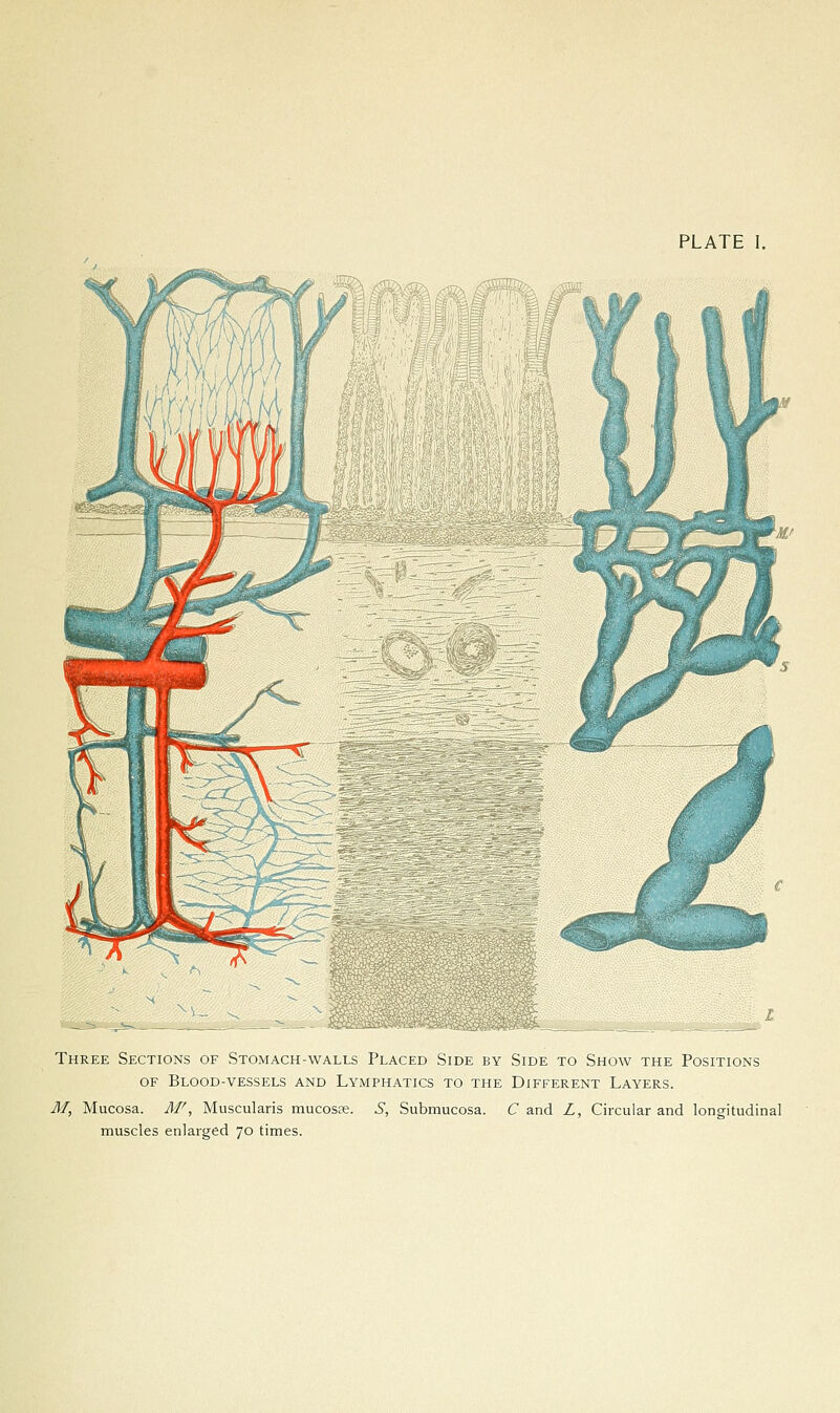 PLATE 1. Three Sections of Stomach-walls Placed Side by Side to Show the Positions OF Blood-vessels and Lymphatics to the Different Layers. M, Mucosa. M', Muscularis mucosse. .5, Submucosa. C and Z, Circular and longitudinal muscles enlarged 70 times.