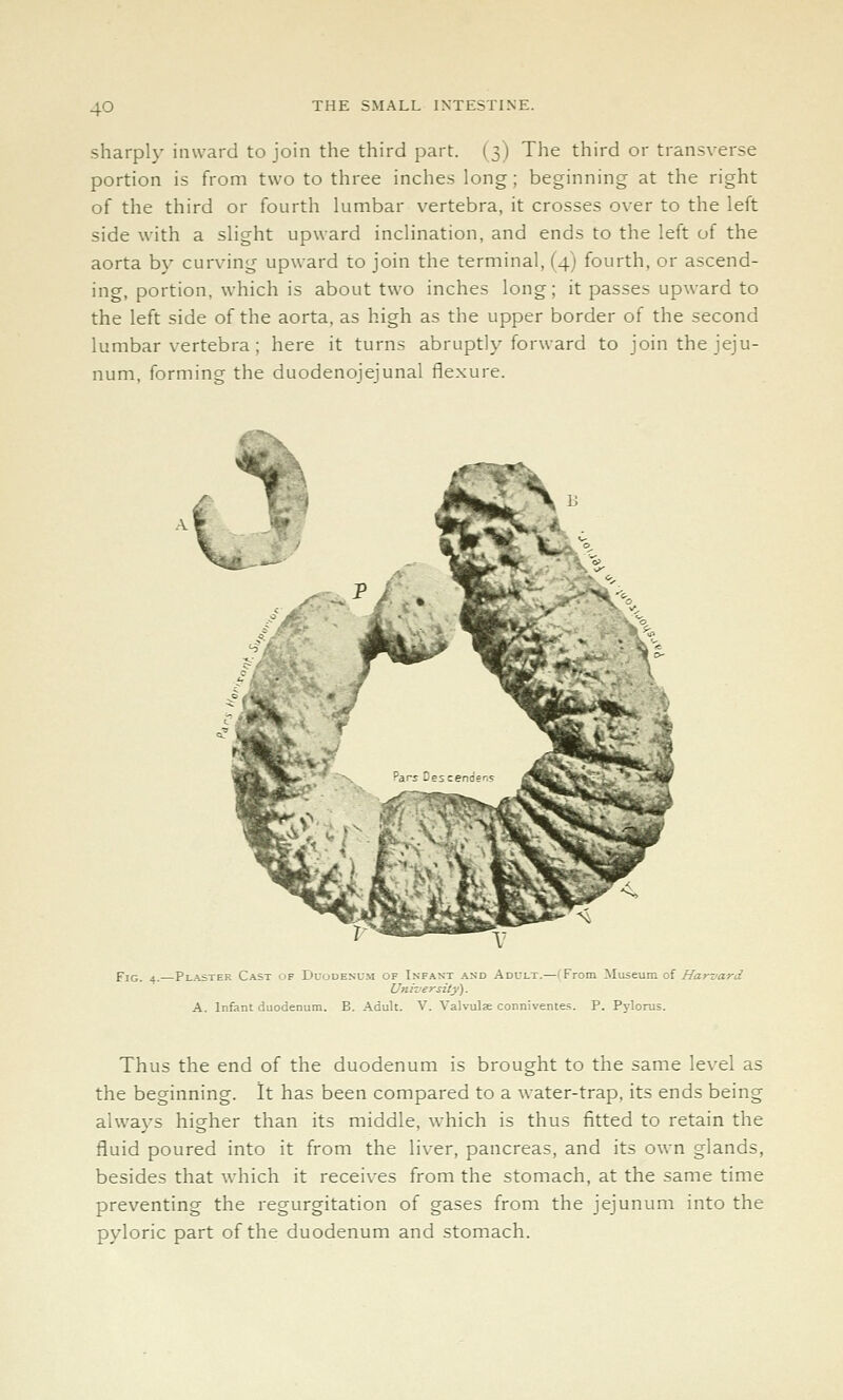 sharply inward to join the third part. (3) The third or transverse portion is from two to three inches long ; beginning at the right of the third or fourth lumbar vertebra, it crosses over to the left side with a slight upward inclination, and ends to the left of the aorta by curving upward to join the terminal, (4; fourth, or ascend- ing, portion, which is about two inches long; it passes upward to the left side of the aorta, as high as the upper border of the second lumbar vertebra ; here it turns abruptly forward to join the jeju- num, forming the duodenojeiunal fleNure. Fig. 4.—Plaster Cast of Duodenum of Infant and Adult.—(From Museum of Harvard University). A. Infant duodenum. B. Adult. V. Valvulae conniventes. P. Pylorus. Thus the end of the duodenum is brought to the same level as the beginning. It has been compared to a water-trap, its ends being always higher than its middle, which is thus fitted to retain the fluid poured into it from the liver, pancreas, and its own glands, besides that which it receives from the stomach, at the same time preventing the regurgitation of gases from the jejunum into the pyloric part of the duodenum and stomach.