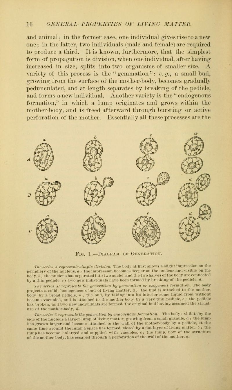 and animal; in the former ease, one individual gives rise to a new one; in the latter, two individuals (male and fenuile) are required to produce a third. It is known, furthermore, that the simplest form of propagation is division, when one individual, after having increased in size, splits into two organisms of smaller size. A variety of this process is the  gemmation': c r/., a small bud, growing fi'om the surface of the mother-])ody, becomes gradually pedunculated, and at length separates by breaking of the pedicle, and foi-ms anew indi\T:dual. Another variety is the  endogenous formation, in which a lump originates and grows ^^'ithin the mother-body, and is freed afterward through bursting or active perforation of the mother. Essentially all these processes are the Fig. 1.—Diagram of Gexeratiox. The aeries A represents simple division. Tho body at first sliows a slight impression on the periphery of the nucleus, a; the impression becomes deeper on the nucleus and visible on the body. ('; the nucleus has separated into two nuclei, and tlie two halves of the body are connected by a thin pedicle, c; two new individuals have been formed by breaking of the pedicle, d. The serits B represents the yeneration by ijemmation or exogenous formation. The body projects a solid, homogeneous bud of living matter, a ; the bud is attached to the mother- body by a broad pedicle, h ; the bud, by taking into its interior some liquid from witboat became vacuoled, and is attaclied to the mother-body by a very thin pedicle, c ; the pedicle has broken, and two new individuals are formed, the original bud having assumed the struct- ure of the mother-bod.v, d. The series C represents the generation by endo(jenovs fonnation. Tlie body exhibits by the side of the nucleus a larger lump of living matter, growing from a small srranule. a ,- the lump has grown larger and become attached to the wall of the mother-l)ody by a pedicle, at the same time around the lump a space has formed, closed by a flat layer of living nuitter, b ; the lump has become enlarged and supidied with vacuoles, c; the lump, now of the structui-e of the mother-body, has escaped through a perforation of the wall of the mother, rf.