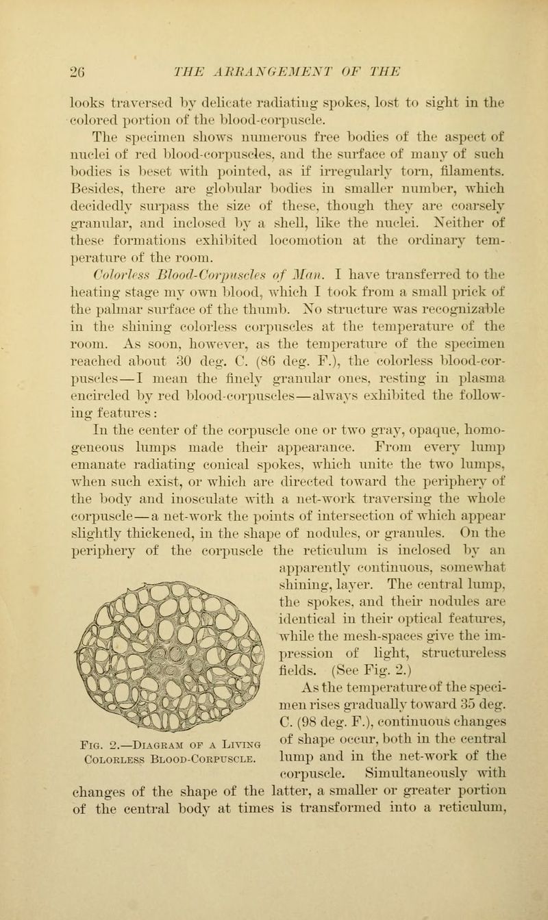 looks traversed by delicate radiating spokes, lost to sight in the colored portion of the blood-corpuscle. The specimen shows numerous free bodies of the aspect of nuclei of red blood-corpuscles, and the surface of many of such bodies is beset with pointed, as if irregularly torn, filaments. Besides, there are globular bodies in smaller number, which decidedly surpass the size of these, though they are coarsely granular, and inclosed 1)y a shell, like the nuclei. Neither of these formations exhibited locomotion at the ordinary tem- perature of the room. Colorless Blood-Corpuscles of 2[an. I have transferred to the heating stage my own Ijlood, which I took from a small prick of the palmar surface of the thumb. No structure was recognizable in the shining colorless corpuscles at the temperature of the room. As soon, however, as the temperature of the specimen reached about 30 deg. C. (86 deg. F.), the colorless T)lood-cor- puscles—I mean the finely granular ones, resting in plasma encircled by red blood-corpuscles—always exhibited the follow- ing features: In the center of the corpuscle one or tw^o gray, opaque, homo- geneous lumps made their appearance. From every lump emanate radiating conical spokes, which unite the two lumps, when such exist, or wliich are directed toward the periphery of the body and inosculate 's^•itll a net-work traversing the whole corpuscle—a net-work the points of intersection of which appear slightly thickened, in the shape of nodules, or granules. On the periphery of the corpuscle the reticulum is inclosed by an apparently continuous, somewhat shining, layer. The central lump, the spokes, and theii- nodides are identical in their optical features, v\ while the mesh-spaces gi^'e the im- r i»ression of light, structm'eless fields. (See Fig. 2.) J;' As the temperature of the speci- men rises gradiuilly toward 35 deg. =^^ C. (98 deg. F.), continuous changes Fig. 2.-DIAGKAM of a Living ^>f ^^ape occur, both in the central Colorless Blood-Corpuscle. lump and in the net-work of the corpuscle. Simultaneously with changes of the shape of the latter, a smaller or greater portion of the central body at times is transformed into a reticulum,