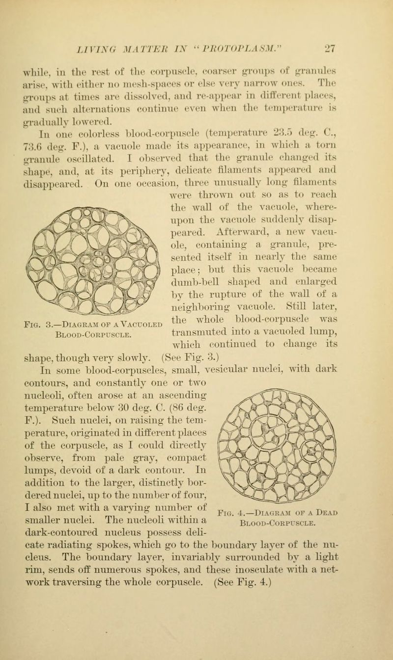 while, ill tilt' rest (if the corjjiisclc, coarser «^r(tii]is (tf jiraiiiiles arise, with either no iMesli-si»aees or else very narrow ones. Tlie groups at times are dissolved, and re-ai)i)ear in different plaees, and such altornatious <;ontinue even when the temperature is gi'adually lowered. In one eohn-less blood-eorpuscle (temperature 2-i.') dr<x. C, 73.6 detj. F.), a vaeuole made its appearance, in which a torn o-ranule oscillated. I observed that the granule changed its shape, and, at its periphery, delicate filaments appeared and disappeared. On one occasion, three unusually long filaments were thi'own out so as to I'cacli ^..-s^.j-.-.B,.^ the wall of the vacuole, where- . upon the vacuole suddenly disap- . ^ peared. Afterward, a new vacu- ( ole, containing a granule, pre- _ T.^--OV seuted itself in nearly the same ^(^V^/ !> place; but this vacuole became ^^5=^^^ dumb-beU shaped and enlarged \ V / by the rupture of the wall of a neighboring vacuole. StiQ later, „ o Tx 17- the whole blood-corpuscle was Fig. 3.—Diagramof aVacuoled ^^^ . i n i Blood-Corpuscle. transmuted mto a vacuoled lump, which continued to change its shape, though very slowly. (See Fig. 3.) In some blood-corpuscles, small, vesicular nuclei, with dark contours, and constantly one or two nucleoH, often arose at an ascending temperature below^ 30 deg. C {S6 deg. F.). Such nuclei, on raising the tem- perature, originated in different places of the coipuscle, as I could dii-ectly observe, from pale gray, compact lumps, devoid of a dark contour. In addition to the larger, distinctly boi-- dered nuclei, up to the nuniljcr of four, I also met with a varving number of ^ , t^ „ . TA,,.r. _-, - f ,. ... Fig. 4.—Diagram of a Dead smaller nuclei. The nucleoh within a Blood-Corpuscle. dark-contoiu*ed nucleus possess deli- cate radiating spokes, which go to the boundary layer of the nu- cleus. The boundary layer, invariably suiTOunded by a light rim, sends off numerous spokes, and these inosculate with a net- work traversing the whole corpuscle. (See Fig. 4.)