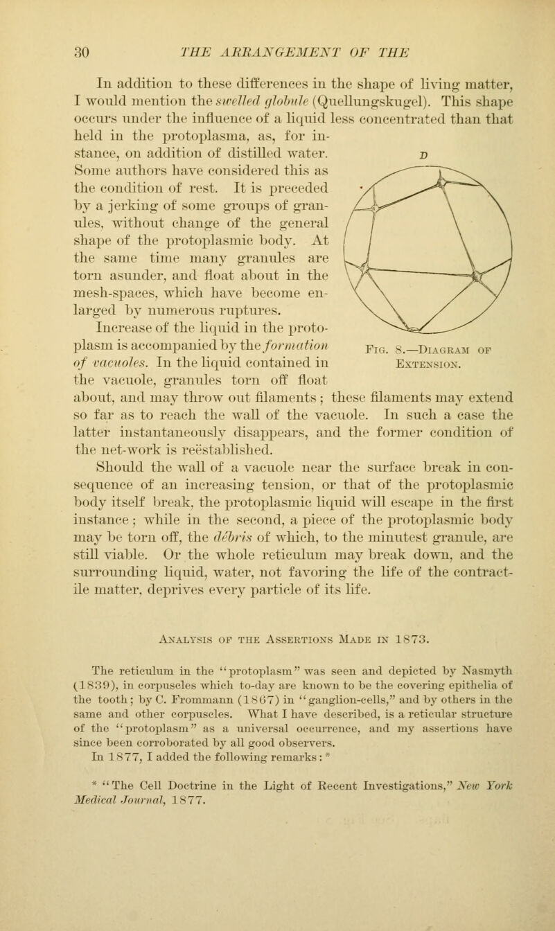111 additioii to these differences in the shape of liWiig matter, I would mention the siveUed f/lohiile (Qiielluiigskugel). This shape occurs under tlie influence of a liquid less concentrated than that held in the protoplasma, as, for in- stance, on addition of distilled water. p Some authors have considered this as the condition of rest. It is preceded by a jerking of some groups of gran- ules, without change of the general shape of the protoplasmic body. At the same time many granules are torn asunder, and float about in the mesh-spaces, which have become en- larged by numerous ruptures. Increase of the liquid in the proto- plasm is accompanied by the/o/v«rtf/o// Yia. s.—Diagram of of vacuoles. In the liquid contained in Extensiox. the vacuole, granules torn off float about, and may throw out filaments; these filaments may extend so far as to reach the waU of the vacuole. In such a case the latter instantaneously disappears, and the former condition of the net-work is reestabhshed. Should the waU of a vacuole near the sui'face break in con- sequence of an increasing tension, or that of the protoplasmic body itself Ijreak, the protoplasmic liquid will escape in the first instance ; while in the second, a piece of the protoplasmic body may be torn off, the debris of which, to the minutest gi-anule, are still viable. Or the whole reticulum may break down, and the surrounding liquid, water, not favoring the life of the contract- ile matter, deprives every particle of its life. Analysis op the Assertions Made in 1873. The reticulum in the protoplasm was seen and depicted by Nasmyth (1839), in coi'puscles which to-day are known to be the covering epithelia of the tooth ; by C. Frommann (1807) in ganglion-cells, and by others in the same and other corpuscles. What I have described, is a reticular structure of the protoplasm as a universal occurrence, and my assertions have since been corroborated by all good observers. In 1877, I added the following remarks : * * The Cell Doctrine in the Light of Recent Investigations, JN'eu; York Medical Journal, 1877.