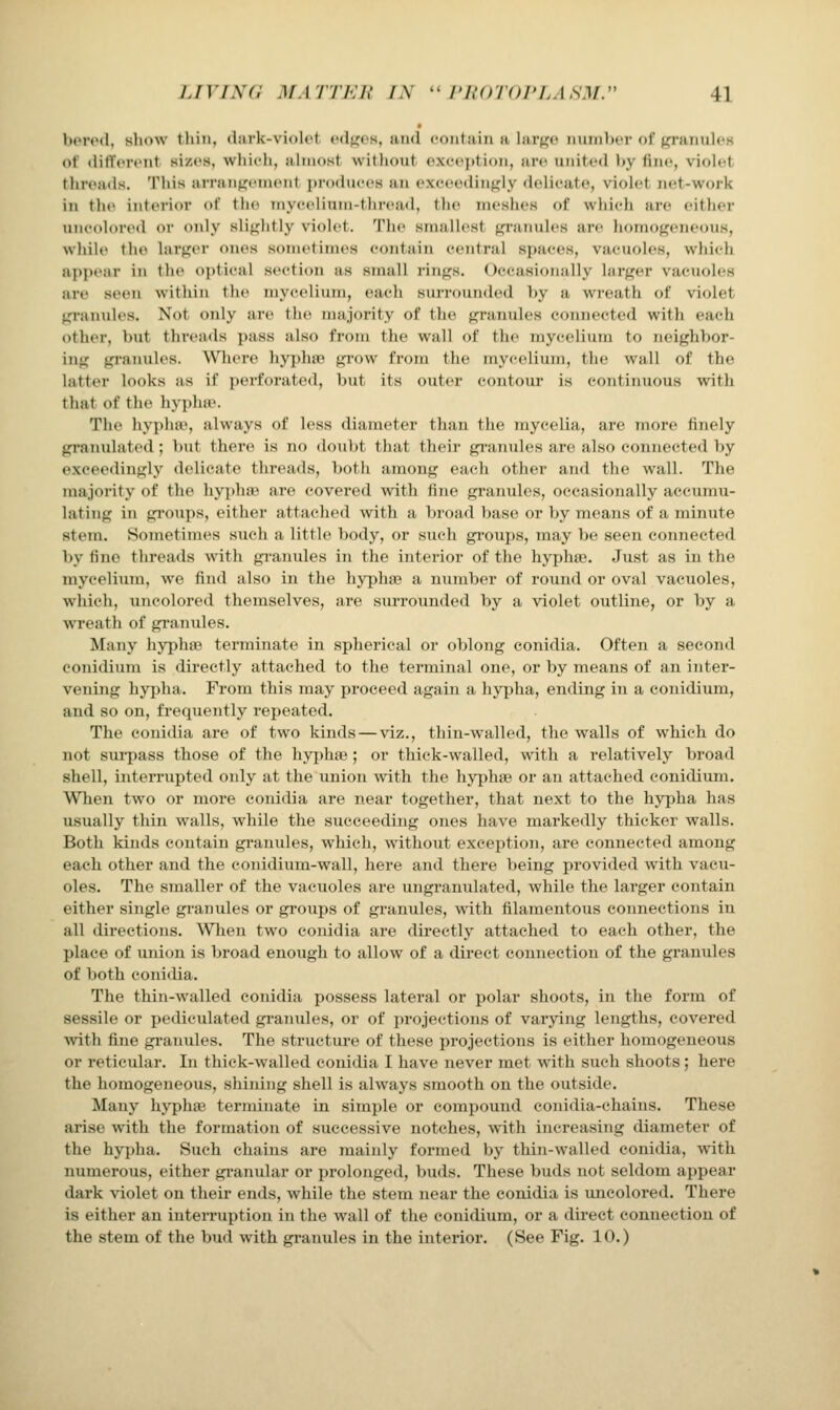 berod, show thin, (hirk-viok't cdf^os, and coiitaiii a hirj^o Tiurnbcr of {^•aiiuh's of difftMHMit sizes, which, aiiiiost without oxc'<<])ti()ii, am united by fine, viohft tlireads. This urnin^i'intMit produces an exccediiif,dy delicate, violet net-work in the interior of the niyceliuin-tliread, the meshes of which are either uncolored or only slij^htly violet. The smallest {j^anules are homogeneous, while the larger ones sometimes contain central spaces, vacuoles, which appear in the optical section as small rings. Occasioiuilly larger vacuoles are seen within the mycelium, each surrounded by a wreath of violet granules. Not only are the majority of the granules connected with each other, but threads pass also from the wall of the mycelium to neighbor- ing granules. Wliere hyphro grow from the mycelium, the wall of the latter looks as if perforated, but its outer contour is continuous with that of the hypha^ The hyplue, always of less diameter than the mycelia, are more finely gi-anulated; but there is no doubt that their gi-anules are also connected by exceedingly delicate threads, both among each other and the wall. The majority of the hypha^ are covered with fine graimles, occasionally accumu- lating in gioups, either attaclied with a broad base or by means of a minute stem. Sometimes such a little body, or such gi'oups, may be seen coimected by fine threads with gi'anules in the interior of the hyphaj. Just as in the mycelium, we find also in the hyphaj a number of round or oval vacuoles, which, uncolored themselves, are surrounded by a violet outline, or by a wreath of gi'anules. Many hyphie terminate in spherical or oblong conidia. Often a second conidium is directly attached to the terminal one, or by means of an inter- vening hypha. From this may proceed again a hypha, ending in a conidium, and so on, frequently repeated. The conidia are of two kinds — viz., thin-walled, the walls of which do not sm-pass those of the hypha?; or thick-walled, with a relatively broad shell, interrupted only at the union with the hyphae or an attached conidium. When two or more conidia are near together, that next to the hypha has usually thin walls, while the succeeding ones have markedly thicker walls. Both kinds contain granules, which, without exception, are connected among each other and the conidium-wall, here and there being provided with vacu- oles. The smaller of the vacuoles are ungranulated, while the lai'ger contain either single granules or groups of granules, with filamentous connections in all directions. ^V^leIl two conidia are directly attached to each other, the place of union is broad enough to allow of a dii-ect connection of the granules of both conidia. The thin-walled conidia possess lateral or polar shoots, in the form of sessile or pediculated gi'ainiles, or of projections of varying lengths, covered with fine gi'anules. The structure of these projections is either homogeneous or reticular. In thick-walled conidia I have never met with such shoots; here the homogeneous, shining shell is always smooth on the outside. Many hypha; terminate in simple or compound conidia-chains. These arise with the formation of successive notches, with increasing diameter of the hypha. Such chains are mainly formed by thin-walled conidia, with numerous, either granular or prolonged, buds. These buds not seldom appear dark violet on their ends, while the stem near the conidia is uncolored. There is either an iuteiTuption in the wall of the conidium, or a direct connection of the stem of the bud with granules in the interior. (See Fig. 10.)