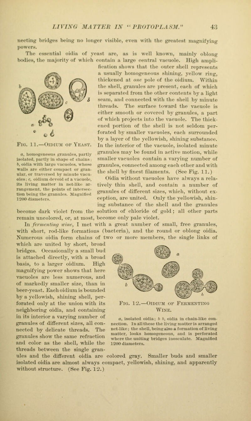 nj €/ Fig. 1 1.—OiDiUM of Yeast. a, hoiUKgoiieous fp-anulcs, partly isolated, partlj- in shape of cliaius ; 6, oitlia with larfre vacuoles, whose walls arc either coiiipa<-t or gran- uhir, or traversed by minute vacu- oles ; c, oidium devoid of a vacuole, Its living matter in net-like ar- rangement, the points of intersec- tion being the granules. Magnified 1200 diameters. nectinj; bridges bi'iiif^ no Uirif^cr visililc, even with tlie j^reatest iriaf^iifyiiig powers. Tile essential oidiii of yeust are, as is well known, mainly oblong bodies, the majority of which contain a large central vacuole. High ampli- lication shows that the outer shell represents a usually homogeneous shining, yellow ring, thickened at one pole of the oidium. Within the shell, granules are ])resent, each of which is separated from the other contents by a light seam, and connected with the shell by minute threads. The siu'faee toward the vacuole is either smooth or covered Vjy granules, a part of which projects into the vacuole. The thick- ened portion of the shell is not seldom per- forated by smaller vacuoles, each surrounded by a layer of the yellowish, shining substance. In the interior of the vacuole, isolated minute granules may be found in active motion, while smaller vacuoles contain a varying number of gi'anules, connected among each other and with the shell by finest filaments. (See Fig. 11.) Oidia vrithout vacuoles have always a rela- tively thin shell, and contain a number of granules of different sizes, which, without ex- ception, ai*e united. Only the yellowish, shin- ing substance of the shell and the granules become dark violet from the solution of chloride of gold; all other parts remain uncolored, or, at most, become only pale violet. In fcrmentitKi wine, I met with a great number of small, free granules, with short, rod-like formations (bacteria), and the round or oblong oidia. Numerous oidia form chains of two or more members, the single links of which are united by short, broad bridges. Occasionally a small bud is attached tlirectly, with a broad basis, to a larger oidium. High magnifying power shows that here vacuoles are less numerous, and of markecUy smaller size, than in beer-yeast. Each oidium is bounded by a yelloAvish, shining shell, per- forated only at the union with its neighboring oidia, and containing in its interior a varjing number of granules of different sizes, all con- nected by delicate threads. The granules show the same refraction and color as the shell, while the threads between the single gi'an- ules and the different oidia are colored gray. Smaller buds and smaller isolated oidia are almost always compact, yellowish, shining, and apparently without structirre. (See Fig. 12.) Fig. 12.—OiDirM of Wine. Fermenting a, isolated oidia; b h, oidia in chain-like con- nection. In all these the living matter is arranged net-like; the shell, being also a formation of living matter, looks homogeneous, and is perforated where the uniting bridges inosculate. Magnified 1200 diameters.