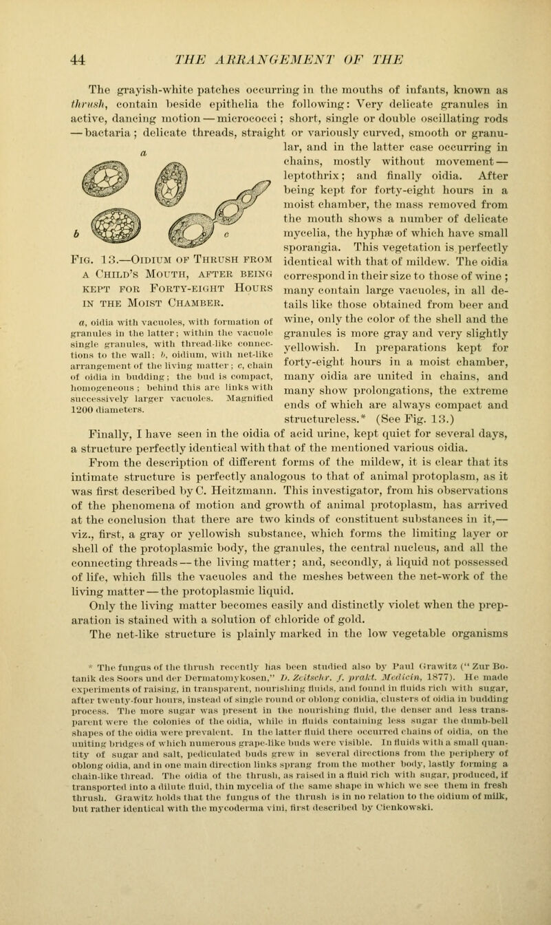Fig A 13.—OiDiuM OP Thrush from Child's Mouth, after being KEPT FOR Forty-eight Hours IN THE Moist Chamber. The grayish-wliite patches occurring in the mouths of infants, known as fliriish, contain beside epithelia the following: Very delicate granules in active, dancing motion — micrococci; short, single or double oscillating rods — bactaria; delicate threads, straight or variously curved, smooth or granu- lar, and in the latter case occurring in chains, mostly without movement — lejitothrix; and finally oidia. After being kept for forty-eight hours in a moist chamber, the mass removed from the mouth shows a number of delicate mycelia, the hyphae of which have small sporangia. This vegetation is perfectly identical with that of mildew. The oidia correspond in their size to those of wine ; many contain large vacuoles, in all de- tails like those obtained from beer and wine, only the color of the shell and the granules is more gi'ay and very slightly yellowish. In preparations kept for forty-eight hours in a moist chamber, many oidia are united in chains, and many show prolongations, the extreme ends of which are always compact and structureless.* (See Fig. 18.) Finally, I have seen in the oidia of acid urine, kept quiet for several days, a structure perfectly identical with that of the mentioned various oidia. From the description of different forms of the mildew, it is clear that its intimate structure is perfectly analogous to that of animal protoplasm, as it was first described by C. Heitzmann. This investigator, from his observations of the phenomena of motion and growth of animal protoplasm, has arrived at the conclusion that there are two kinds of constituent substances in it,— viz., first, a gray or yellowish substance, which forms the limiting layer or shell of the protoplasmic body, the granules, the central nucleus, and all the connecting threads — the living matter; and, secondly, a liquid not possessed of life, which fills the vacuoles and the meshes between the net-work of the living matter — the protoplasmic liquid. Only the living matter becomes easily and distinctly violet when the prep- aration is stained with a solution of chloride of gold. The net-like structure is plainly marked in the low vegetable organisms a, oidia with vacuole.^, with formation of granules in the latter; within tlio vacuole single granules, with thread-like connec- tions to the wall: '', oidinni, willi net-like arrangement of the living matter ; c, chain of oidia in budding; the bud is compact, liomogeneous ; behind this are links with successively larger vacuoles. Magnified 1200 diameter.s. * The fungus of the thrush recently has been studied also by Paul (Jrawitz ( Zur Bo- tanik des Soors undder Derniatomykosen, T/. Zcltscltr. f. prakt. 3Iedicin, 1877). He made experiments of raising, in transparent, nourishing fliiiils, and found in fluids rich with sugar, after tweuty-four hours, iustea<l of single round ipr olilong coiiidia, clusters of oidia in budding process. The more sugar was jprescnt in th(^ nourishing fluid, the denser and less tiaus- parentwere the colonies of the oidia, while in fluids containing less sugar the dumb-bell shapes of the oidia were prevalent. In the latter tiuid there occurred chains of oidia, on the uniting bridges of which numerous grape-like buds weie visible. In fluids with a small quan- tity of sugar and salt, pediculated buds grew in several directions from the periphery of oblong oidia, and in one main dii-ection links sprang from the mother body, lastly forming a chain-like thread. The oidia of the thrush, as raised in a fluid rich with sugar, produced, if transported into a dilute finid, thin mycelia of the same shape in which we see them in fresh thrush. Grawitz holds that the fungus of the thrush is in no relation to the oidiuin of milk, but rather identical with the mycoderma vini. first described by Cienkowski.