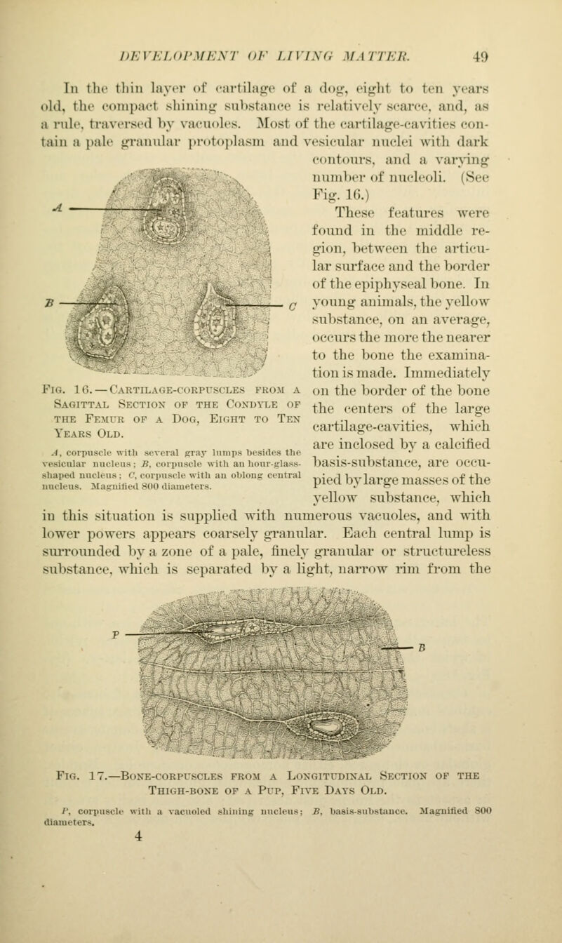 In tlu' tliiii layer of cartilapfe of a (lo^^ ci^lit to ten years old, the eonipaet shinin<r suhstanee is relatively scarce, and, as a rule, traversed by vacuoles. Most of the cartilage-cavities con- tain a ])ale <rranular ])r()to])lasm and vesicular nuclei with dark contours, and a varying number of nucleoli. (See Fig. IG.) These features were found in the middle re- gion, between the articu- lar surface and the border of the epiphyseal bone. In young animals, the yellow substance, on an average, occurs the more the nearer to the bone the examina- tion is made. Immediately on the border of the bone the centers of the large cartilage-cavities, which are inclosed by a calcified basis-substance, are occu- pied by large masses of the yellow substance, which in this situation is supplied with numerous vacuoles, and with lower powers appears coarsely granular. Each central lump is suiTOunded l)y a zone of a pale, finely gTanular or structureless substance, which is separated by a light, narrow rim from the Fig. 10. — Cartilage-corptiscles from a Sagittal Section of the Condvle of THE Femur of a Dog, Eight to Ten Years Old. A, corpuscle with sevei'al gra}- lumps besides the vesicular nucleus; B. corpuscle with au hour-glass- shaped nucleus ; C, corpuscle with au oblong central nucleus. Magnified 800 diameters. :^\i Fig. 17.—Boxe-corpuscles from a Longitudinal Section of the Thigh-bone of a Pup, Five Days Old. /', corpuscle witli a vacuoled shining nucleus; B, basis-substiince. diameters. 4 Magnified 800