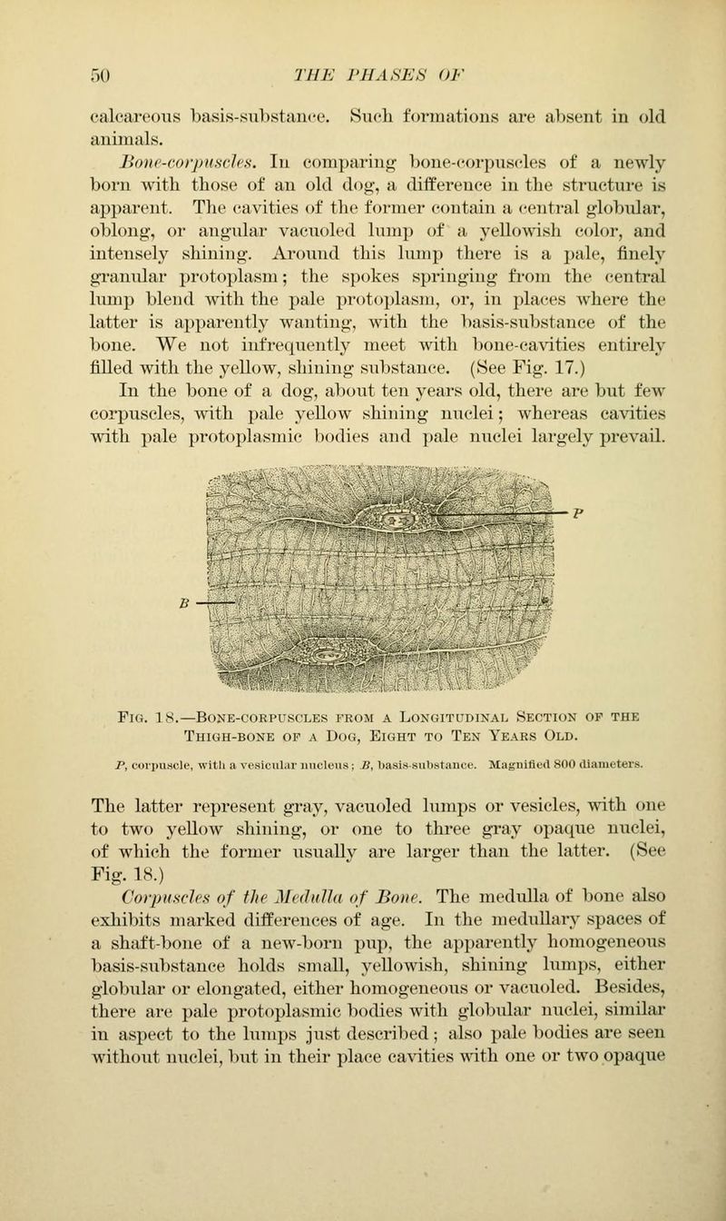 calcareous basis-substance. Sucli formations are absent in old animals. Bone-corpuscles. In comparing bone-corpuscdes of a newly born with those of an old dog, a difference in the structure is apparent. The cavities of the former contain a central globular, oblong, or angular vacuoled lump of a yellowish color, and intensely shining. Around this lump there is a j)ale, finely gi'anular protoplasm; the spokes springing from the central hmip blend with the pale protoplasm, or, in places where the latter is apparently wanting, with the basis-substance of the bone. We not infrequently meet with bone-cavities entirely filled with the yellow, shining substance. (See Fig. 17.) In the bone of a dog, about ten years old, there are but few corpuscles, with pale yellow shining nuclei; whereas cavities with pale protoplasmic bodies and pale nuclei largely prevail. m I m Fig. 18.—Bone-corpuscles from a Longitudinal Section of the Thigh-bone of a Dog, Eight to Ten Years Old. P, corpuscle, with a vesicuLir iiucltMis; B, 1)a8i8-siil)stance. Magnified 800 diameters. The latter represent gray, vacuoled lumps or vesicles, with one to two yellow shining, or one to three gray opaque nuclei, of which the former usually are larger than the latter. (See Fig. 18.) Corpuscles of the 2Ie(lulla of Bone. The medulla of bone also exhibits marked differences of age. In the medullary spaces of a shaft-bone of a new-born pup, the apparently homogeneous basis-substance holds small, yellowish, shining lumps, either globular or elongated, either homogeneous or vacuoled. Besides, there are pale protoplasmic bodies with globidar nuclei, similar in aspect to the lumps just described; also pale bodies are seen without nuclei, but in their place cavities with one or two opaque