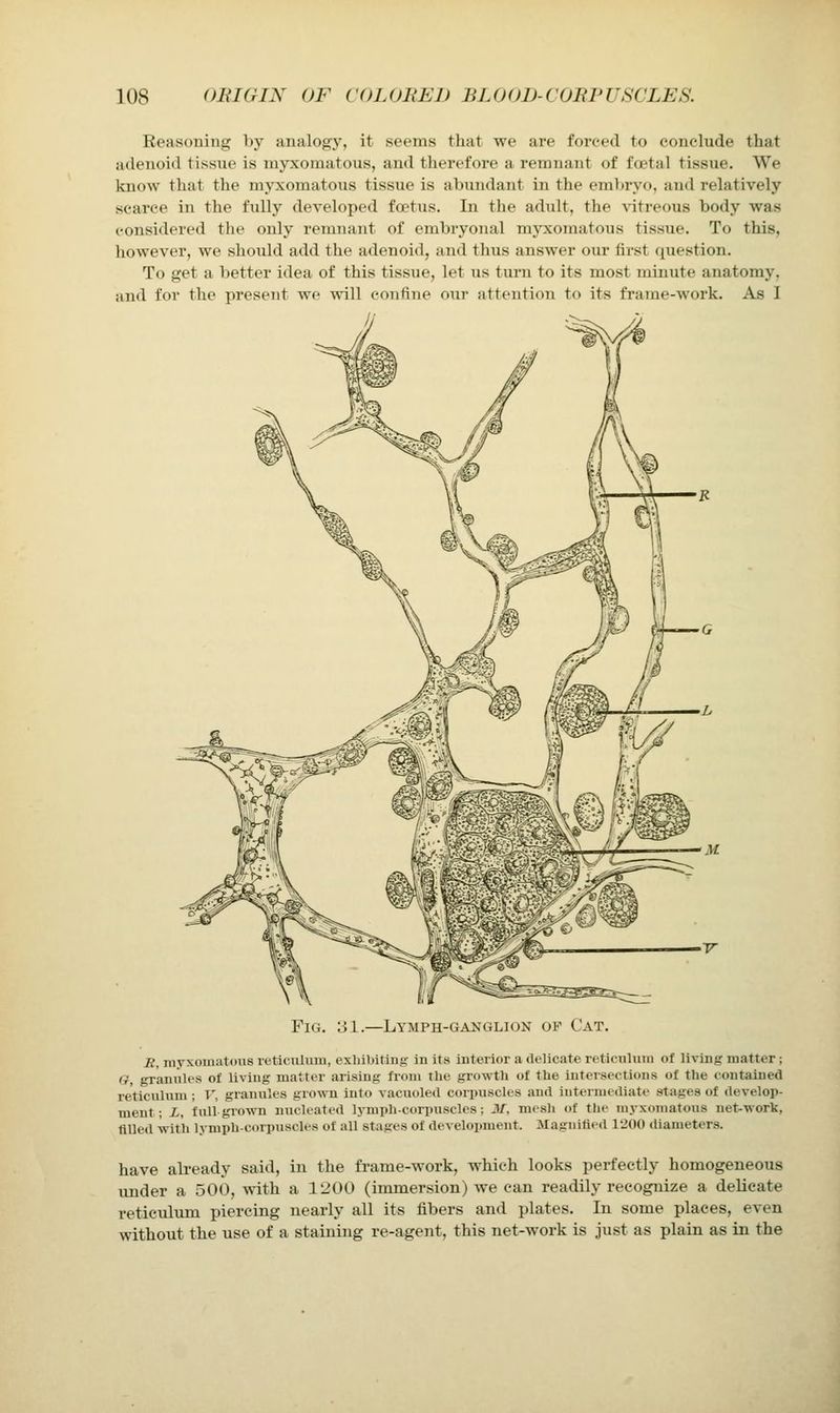 Reasouing by analogy, it seems that we are forced to conclude that adenoid tissue is myxomatous, and therefore a remnant of foetal tissue. We know that the myxomatous tissue is abundant in the embryo, and relatively scarce in the fully developed foetus. In the adult, the vitreous body was considered the only remnant of embryonal myxomatous tissue. To this, however, we should add the adenoid, and thus answer our first question. To get a better idea of this tissue, let us turn to its most minute anatomy, and for the present we will confine our attention to its frame-work. As I Fig. 'SI.—Lymph-ganglion of Cat. R, myxomatous reticulum, exliibiting in its interior a delicate retionhun of living matter; a, granules of living matter arising from the growth of the inteiseclions of the contained reticulum ; I', granules grown into vacuoled coiiiusckjs and intermediate stages of develop- ment; i, full grown nucleated lymph-corpuscles: M. mesh of the myxcmiatous net-work, tilled with lymph-coriniscles of all stages of develoi)ment. ilagnitied 1200 diameters. have already said, in the frame-work, which looks perfectly homogeneous under a 500, with a 1200 (immersion) we can readily recognize a delicate reticulum piercing nearly all its fibers and plates. In some places, even without the use of a staining re-agent, this net-work is just as plain as in the