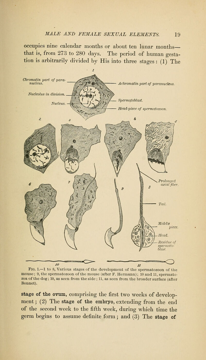 occupies nine calendar months or about ten lunar months— that is, from 273 to 280 days. The period of human gesta- tion is arbitrarily divided by His into three stages: (1) The Chromatin part of para- nucleus. _ Nucleolus in division. l/f ^/-^g.^ ( , V, rO^^ Achromatin part of paranucleus. Fig. 1.—1 to 8, Various stages of the development of the spermatozoon of the mouse; 9, the spermatozoon of the mouse (after F. Hermann); 10 and 11, spermato- zoa of the dog; 10, as seen from the side ; 11, as seen from the broader surface (after Bonnet). Stage of tlie ovum, comprising the first two weeks of develop- ment ; (2) The stage of the embryo, extending from the end of the second week to the fifth week, during which time the germ begins to assume definite form; and (3) The stage of