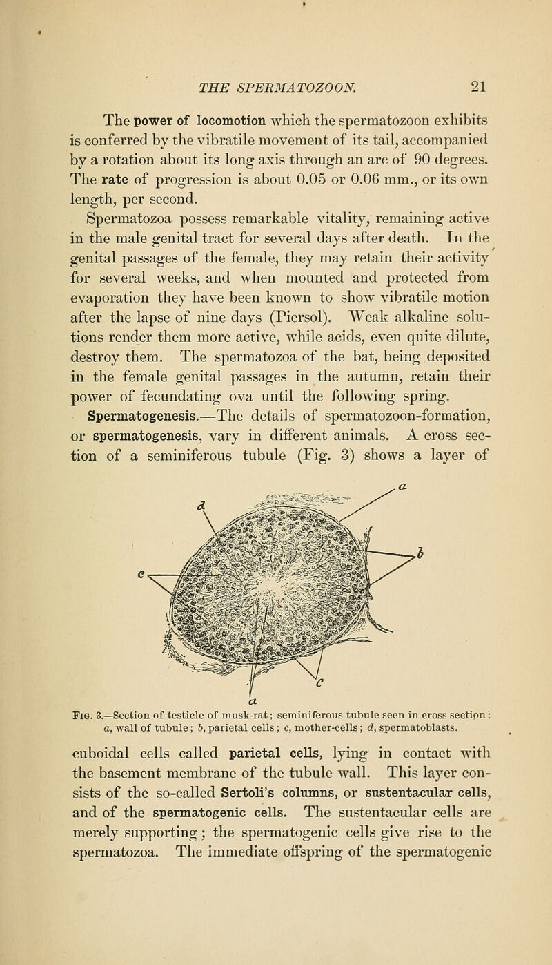 The power of locomotion which the spermatozoon exhibits is conferred by the vibratile movement of its tail, accompanied by a rotation about its long axis through an arc of 90 degrees. The rate of progression is about 0.05 or 0.06 mm., or its own length, per second. Spermatozoa possess remarkable vitality, remaining active in the male genital tract for several days after death. In the genital passages of the female, they may retain their activity for several weeks, and when mounted and protected from evaporation they have been known to show vibratile motion after the lapse of nine days (Piersol). Weak alkaline solu- tions render them more active, while acids, even quite dilute, destroy them. The spermatozoa of the bat, being deposited in the female genital passages in the autumn, retain their power of fecundating ova until the following spring. Spermatogenesis.—The details of spermatozoon-formation, or spermatogenesis, vary in different animals. A cross sec- tion of a seminiferous tubule (Fig. 3) shows a layer of Fig. 3.—Section of testicle of musk-rat; seminiferous tubule seen in cross section: a, wall of tubule; 6, parietal cells; c, mother-cells; d, spermatoblasts. cuboidal cells called parietal cells, lying in contact with the basement membrane of the tubule wall. This layer con- sists of the so-called Sertoli's columns, or sustentacular cells, and of the spermatogenic cells. The sustentacular cells are merely supporting; the spermatogenic cells give rise to the spermatozoa. The immediate oiFspring of the spermatogenic