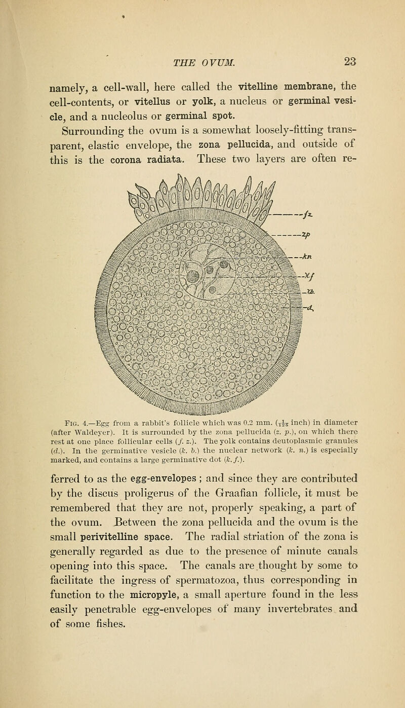 namely, a cell-wall, here called the vitelline membrane, the cell-contents, or vitellus or yolk, a nucleus or germinal vesi- cle, and a nucleolus or germinal spot. Surrounding the ovum is a somewhat loosely-fitting trans- parent, elastic envelope, the zona pellucida, and outside of this is the corona radiata. These two layers are often re- \ ,y Fig. 4.—Egg from a rabbit's follicle which was 0.2 mm. (yi^inch) in diameter (after Waldeyer). It is surrounded by the zona pellucida (s. p.), on which there rest at one place follicular cells (/. z.). The yolk contains deutoplasmic granules (d.). In the germinative vesicle (k. b.) the nuclear network (fc. n.) is especially marked, and contains a large germinative dot (k.f.). ferred to as the egg-envelopes ; and since they are contributed by the discus proligerus of the Graafian follicle, it must be remembered that they are not, properly speaking, a part of the ovum. Between the zona pellucida and the ovum is the small perivitelline space. The radial striation of the zona is generally regarded as due to the presence of minute canals opening into this space. The canals are thought by some to facilitate the ingress of spermatozoa, thus corresponding in function to the micropyle, a small aperture found in the less easily penetrable egg-envelopes of many invertebrates and of some fishes.