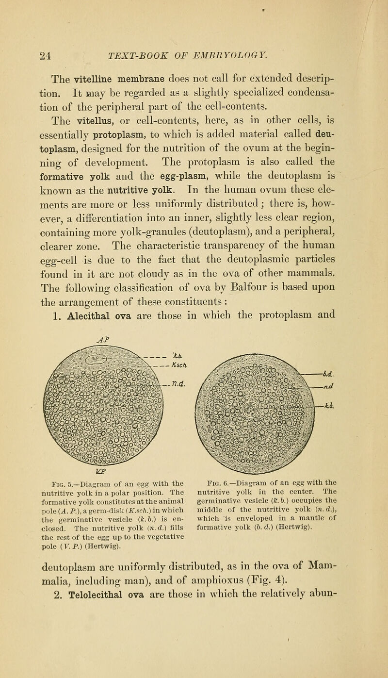 The vitelline memlDrane does not call for extended descrip- tion. It may be regarded as a slightly specialized condensa- tion of the peripheral part of the cell-contents. The vitellus, or cell-contents, here, as in other cells, is essentially protoplasm, to which is added material called deu- toplasm, designed for the nutrition of the ovum at the begin- ning of development. The protoplasm is also called the formative yolk and the egg-plasm, while the deutoplasm is known as the nutritive yolk. In the human ovum these ele- ments are more or less uniformly distributed ; there is, how- ever, a differentiation into an inner, slightly less clear region, containing more yolk-granules (deutoplasm), and a peripheral, clearer zone. The characteristic transparency of the human egg-cell is due to the fact that the deutoplasmic particles found in it are not cloudy as in the ova of other mammals. The following classification of ova by Balfour is based upon the arrangement of these constituents : 1. Alecithal ova are those in which the protoplasm and Fig. 5.—Diagram of an egg with the nutritive yolk in a polar position. The formative yolk constitutes at the animal pole {A. P.), a germ-disk {K.sch.) in which the germinative vesicle (fc. 6.) is en- closed. The nutritive yolk {n.d.) fills the rest of the egg up to the vegetative pole (V.P.) (Hertwig). Fig. 6.—Diagram of an egg with the nutritive yolk in the center. The germinative vesicle (fc. 6.) occupies the middle of the nutritive yolk {n. d.), which is enveloped in a mantle of formative yolk (6. d.) (Hertwig). deutoplasm are uniformly distributed, as in the ova of Mam- malia, including man), and of amphioxus (Fig. 4). 2. Telolecithal ova are those in which the relatively abun-