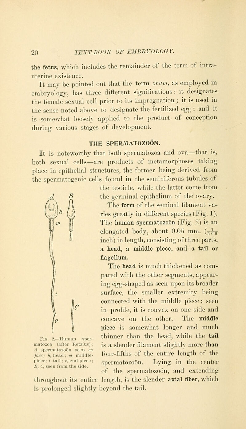 the fetus, which includes the remaiuder of the term of intra- uterine existence. It may be pointed out that the term ovuia, as employed in embryology, has three different significations : it designates the female sexual cell prior to its impregnation; it is used in the sense noted above to designate the fertilized egg; and it is somewhat loosely applied to the product of conception during various stages of development. A THE SPERMATOZOON. It is noteworthy that both spermatozoa and ova—that is, both sexual cells—are products of metamorphoses taking place in epithelial structures, the former being derived from the spermatogenic cells found in the seminiferous tubules of the testicle, while the latter come from the germinal epithelium of the ovary. The form of the seminal filament va- ries greatly in different species (Fig. !)• The human spermatozoon (Fig. 2) is an elongated body, about 0.05 mm. {-^\q inch) in length, consisting of three parts, a head, a middle piece, and a tail or flagellum. The head is much thickened as com- pared with the other segments, appear- ing egg-shaped as seen upon its broader surface, the smaller extremity being connected with the middle piece; seen in profile, it is convex on one side and concave on the other. The middle piece is somewhat longer and much thinner than the head, while the tail is a slender filament slightly more than four-fifths of the entire length of the spermatozo()n. frying in the center of the spermatozoon, and extending throughout its entire length, is the slender axial fiher, which is prolonged slightly beyond the tail. Fig. 2.—Iliiiiian sper- matozoa (after Ketzius): A, spermatcizoon seen en /ace; A, head; m, middle- piece ; t, tail; e, end-piece ; li, C, seen from the side.