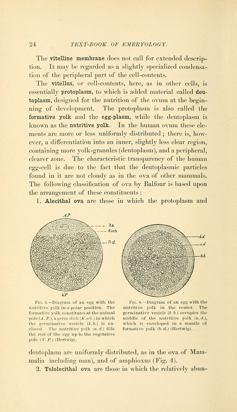 The vitelline membrane does not call for extended descrip- tion. It may be regarded as a slightly specialized condensa- tion of the peripheral part of the cell-contents. The vitellus, or cell-contents, here, as in other cells, is essentially protoplasm, to which is added material called deu- toplasm, designed for the nutrition of the ovum at the begin- ning of development. The protoplasm is also called the formative yolk and the egg-plasm, while the deutoplasm is known as the nutritive yolk. In the human ovum these ele- ments are more or less uniformly distributed ; there is, how- ever, a differentiation into an inner, slightly less clear region, containing more yolk-granules (deutoplasm), and a peripheral, clearer zone. The characteristic transparency of the human egg-cell is due to the fact that the deutoplasmic particles found in it are not cloudy as in the ova of other mammals. The following classification of ova by Balfour is based upon the arrangement of these constituents : 1. Alecithal ova are those in which the protoplasm and 'JiJ>. -^ \- Ksch Fig. 5.—Diagram of an egg with the nutritive yolk in a polar position. The formative yolk constitutes at the animal pole (A. P.), a germ-flisk [K.Hch.) in which the germinative vesicle (k.h.) is en- closed. The nutritive yolk in.d.) fills the rest of the egg up to the vegetative pole {V. P.) (Ilertwig). Fic. (). l)iiigram of an egg with the nutritive yolk in the center. The germinative vesicle {k.b.) occupies the middle of the nutritive yolk (n. d.), which i,s enveloped in a mantle of formative yolk (&. d.) (Hertwig). deutoplasm are uniformly distributed, as in the ova of Mam- malia including man), and of amphioxus (Fig. 4). 2. Telolecithal ova are those in which the relatively abun-