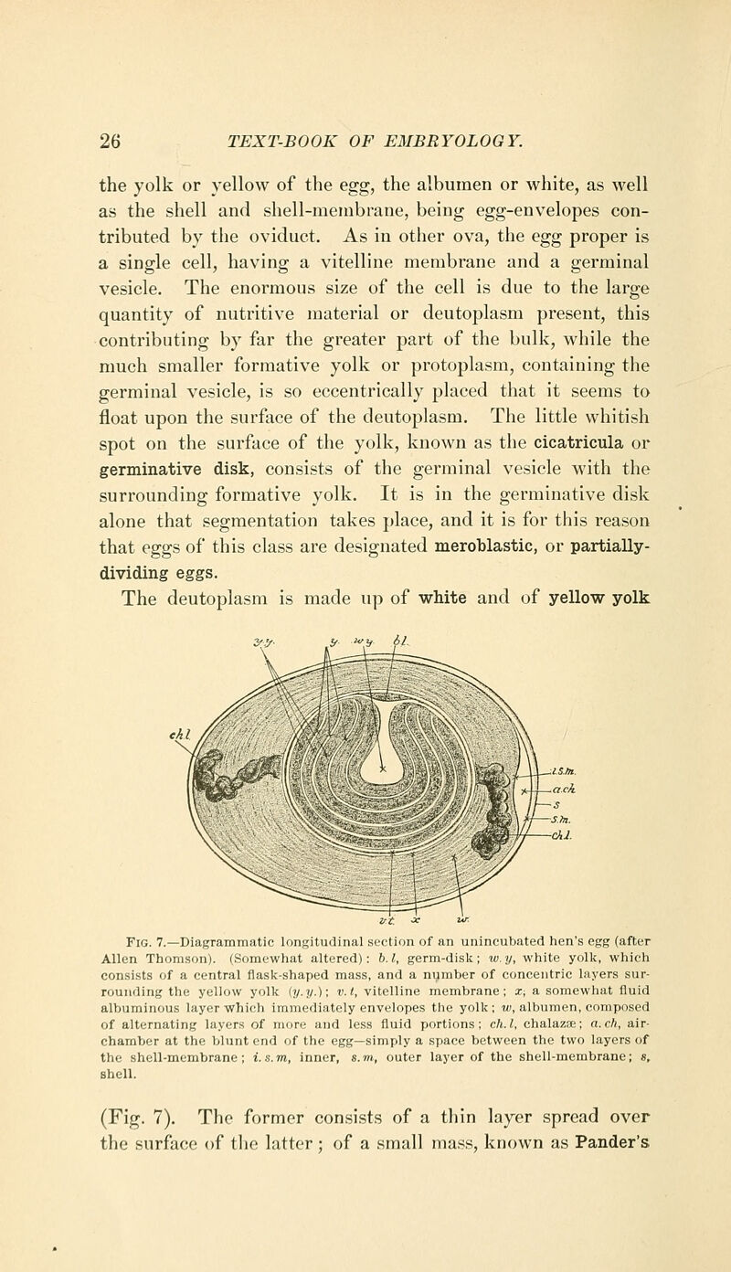 the yolk or yellow of the egg, the albumen or white, as well as the shell and shell-membrane, being egg-envelopes con- tributed by the oviduct. As in other ova, the egg proper is a single cell, having a vitelline membrane and a germinal vesicle. The enormous size of the cell is due to the large quantity of nutritive material or deutoplasm present, this contributing by far the greater part of the bulk, while the much smaller formative yolk or protoplasm, containing the germinal vesicle, is so eccentrically placed that it seems to float upon the surface of the deutoplasm. The little whitish spot on the surface of the yolk, known as the cicatricula or germinative disk, consists of the germinal vesicle with the surrounding formative yolk. It is in the germinative disk alone that segmentation takes place, and it is for this reason that eggs of this class are designated meroblastic, or partially- dividing eggs. The deutoplasm is made up of white and of yellow yolk Fig. 7.—Diagrammatic longitudinal section of an unincubated hen's egg (after Allen Thomson). (Somewhat altered): b.l, germ-disk; w.y, white yolk, which consists of a central flask-shaped mass, and a number of concentric layers sur- rounding the yellow yolk iy.y.); v. I, vitelline membrane; X; a somewhat fluid albuminous layer which immediately envelopes the yolk ; w, albumen, composed of alternating layers of more and less fluid portions; ch.l, chalazse; a.ch, air- chamber at the blunt end of the egg—simply a space between the two layers of the shell-membrane; i.s.m, inner, s.m, outer layer of the shell-membrane; s, sheU. (Fig. 7). The former consists of a thin layer spread over the surface of the latter; of a small mass, known as Pander's