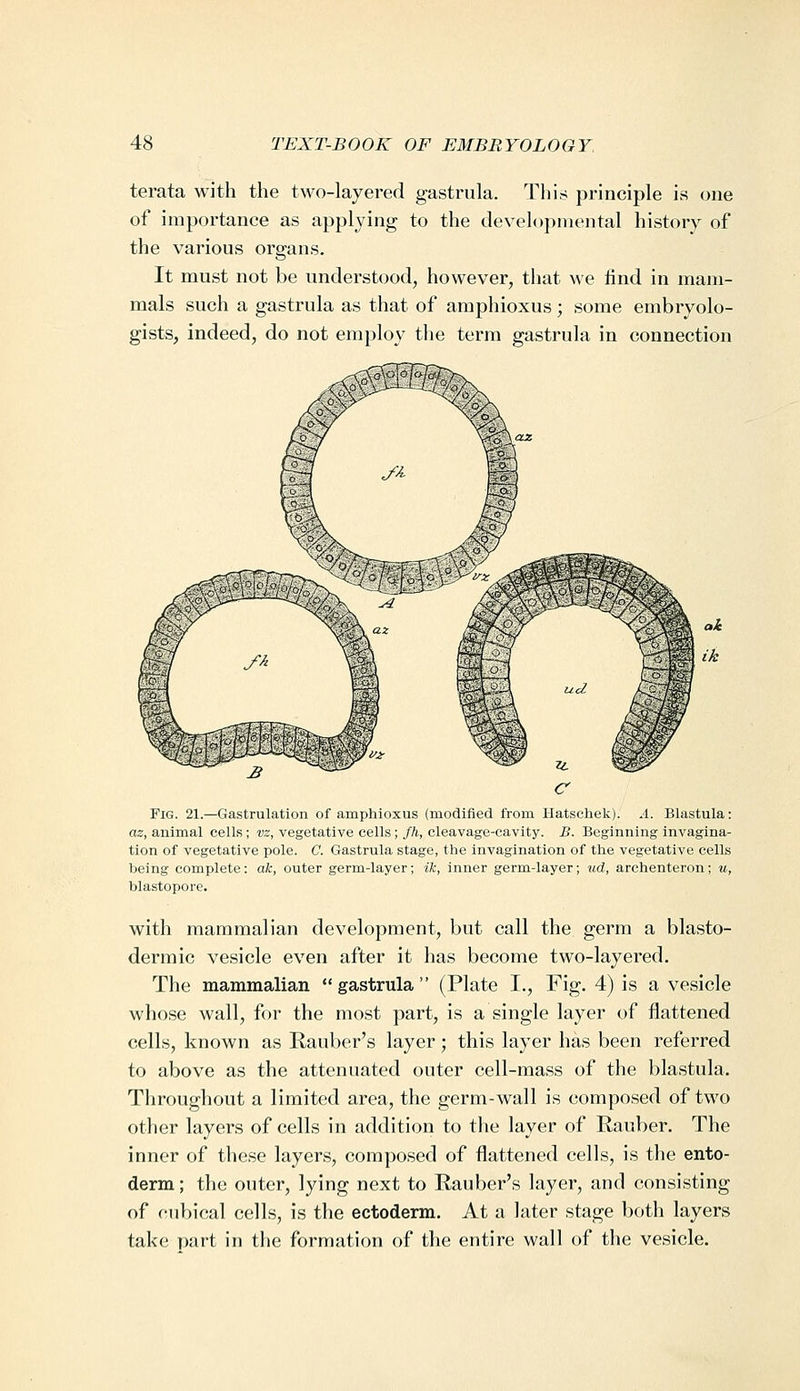 terata with the two-layered gastrula. This principle is one of importance as applying to the developmental history of the various organs. It must not be understood^ however, that we Und in mam- mals such a gastrula as that of araphioxus; some embryolo- gists, indeed, do not employ the term gastrula in connection Fig. 21.—Gastrulation of amphioxus (modifled from llatschek). A. Blastula: as, animal cells; vz, vegetative cells; fh, cleavage-cavity. B. Beginning invagina- tion of vegetative pole. C. Gastrula stage, the invagination of the vegetative cells being complete: ok, outer germ-layer; ik, inner germ-layer; ud, archenteron; m, blastopore. with mammalian development, but call the germ a blasto- dermic vesicle even after it has become two-layered. The mammalian gastrula (Plate I., Fig. 4) is a vesicle whose wall, for the most part, is a single layer of flattened cells, known as Rauber's layer; this layer has been referred to above as the attenuated outer cell-mass of the blastula. Throughout a limited area, the germ-wall is composed of two other layers of cells in addition to the layer of Rauber. The inner of these layers, composed of flattened cells, is the ento- derm; the outer, lying next to Rauber's layer, and consisting of cubical cells, is the ectoderm. At a later stage both layers take T^irt in the formation of the entire wall of the vesicle.