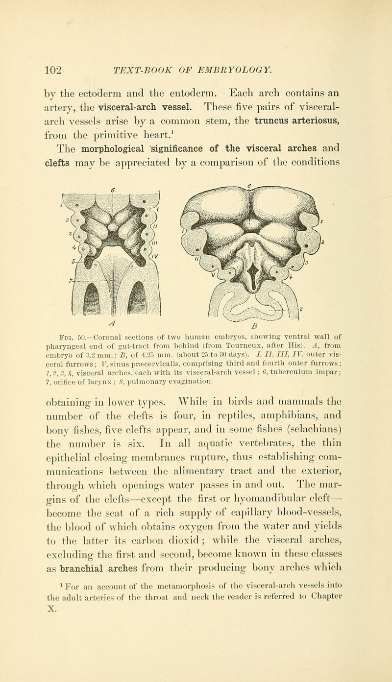 by the ectoderm and the entoderm. Each arch contains an artery, the visceral-arch vessel. These five pairs of visceral- arch vessels arise by a common stem, the truncus arteriosus, from the primitive heart.^ The morphological significance of the visceral arches and clefts may be appreciated by a comparison of the conditions Fig. 50.—Coronal sections of two human embryos, showing ventral wall of pharyngeal end of gut-tract from behind (from Tourneux, after His). A, from embryo of 3.2 mm.; B, of 4.25 mm. (about 25 to 30 days). I, II, III, IV, outer vis- ceral furrows; V, sinus prsecervicalis, comprising third and fourtli outer furrows; 1, S, 3, U, visceral arches, each with its visceral-arch vessel; 6, tuberculum impar; 7, orifice of larynx; S, pulmonary evagination. obtaining in lower types. While in birds and mammals the number of the clefts is four, in reptiles, amphibians, and bony fishes, five clefts appear, and in some fishes (selachians) the number is six. In all aquatic vertebrates, the thin epithelial closing membranes rupture, thus establishing com- munications between the alimentary tract and the exterior, through which openings water ])asses in and out. The mar- gins of the clefts—except the first or hyomandibular cleft— become the seat of a rich supply of capillary blood-vessels, the blood of which obtains oxygen from the water and yields to the latter its carbon dioxid; while the visceral arches, excluding the first and second, become known in these classes as branchial arches from their producing bony arches which ' For an account of the metamorphoHis of the vi.sceral-arch vessels into the adult arteries of the throat and neck the reader is referred to Chapter X.